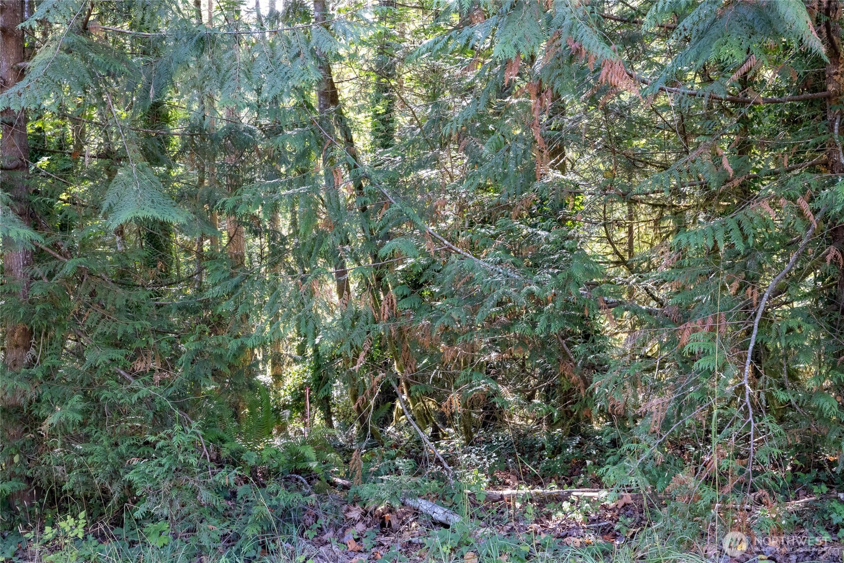 0 East Sprague Avenue Union, WA 98592 - Photo 6 of 20 a view of a forest with a tree