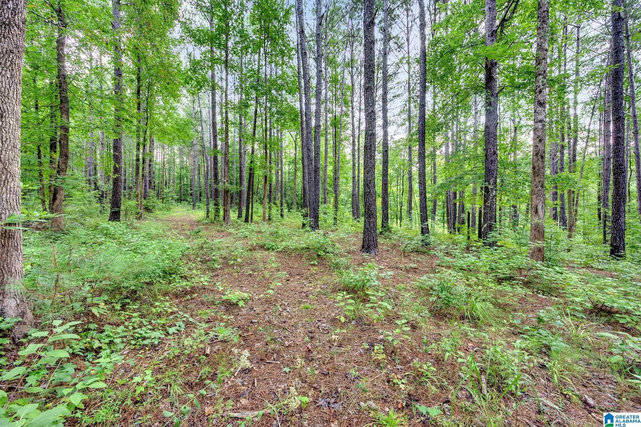 6971 Chambers Lane, Unit 1 Dora, AL 35062 - Photo 12 of 21