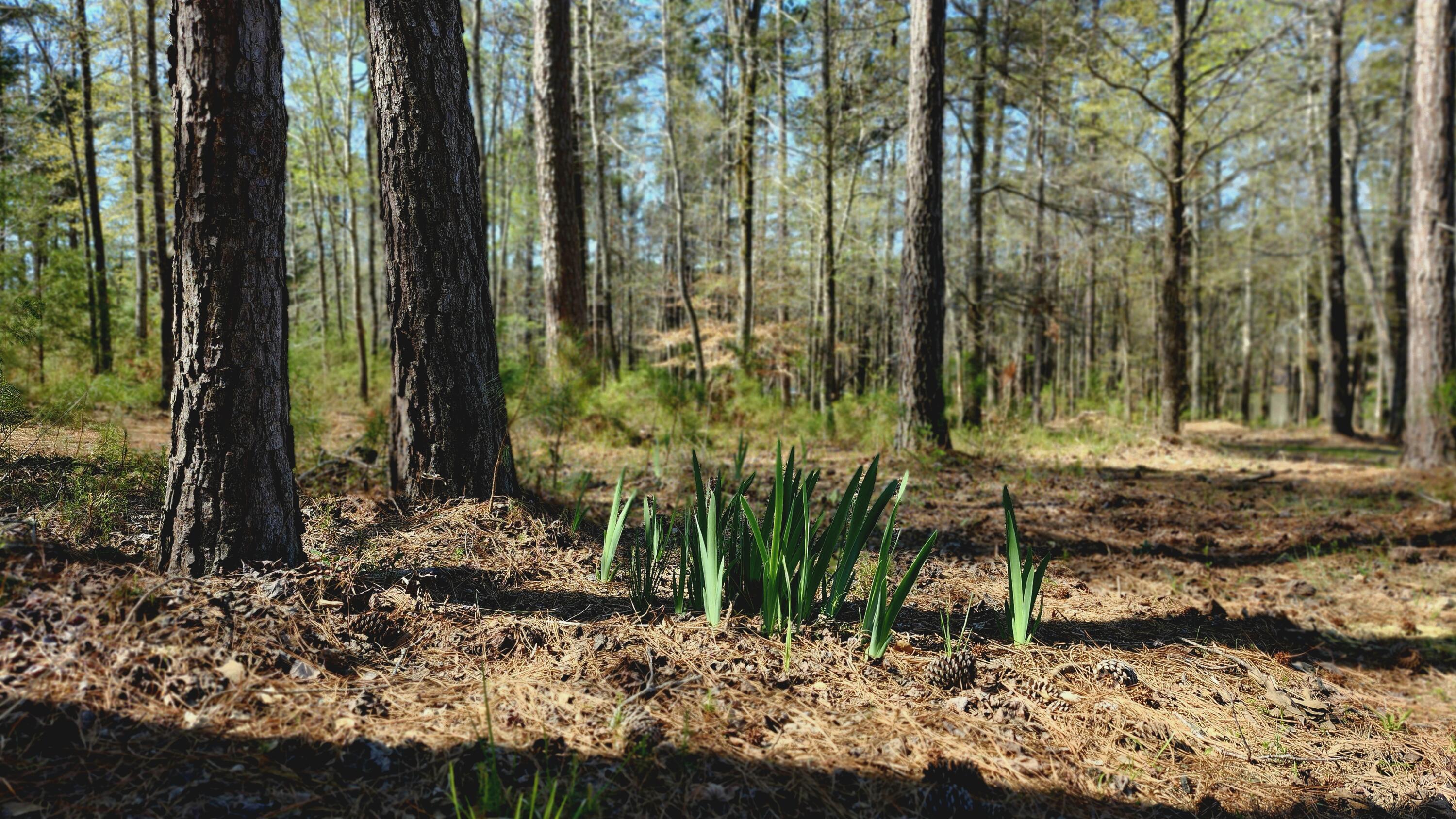 L26-b1 Stonebridge Loop McCormick, SC 29835 - Photo 5 of 11 20250328_110950