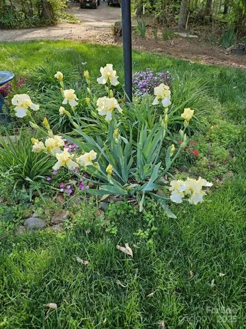 a view of a flower in a garden