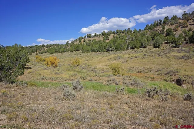a view of a yard with an trees