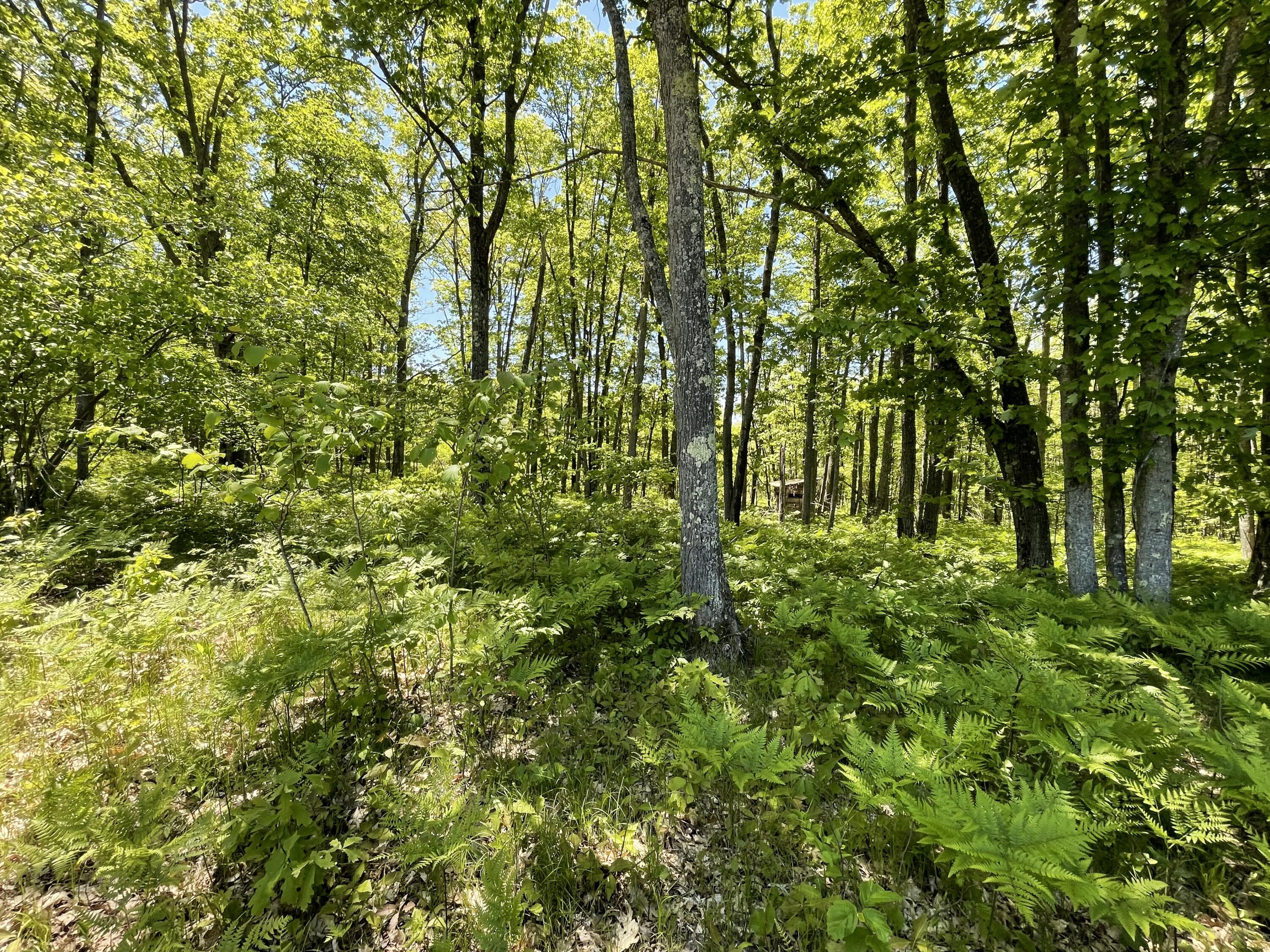10 East Mile Road Luther, MI 49656 - Photo 26 of 40 IMG_0768
