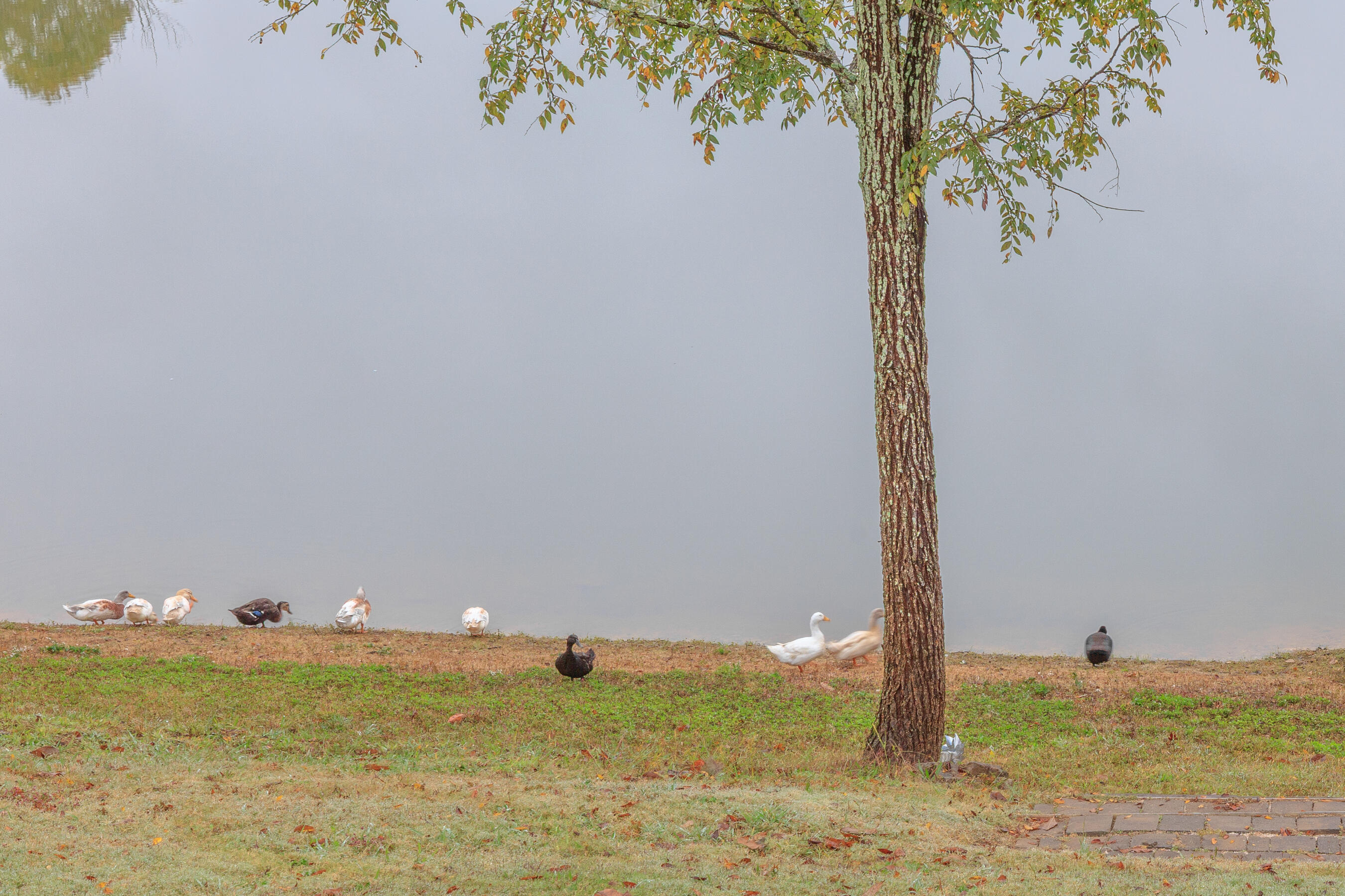 514 Ginger Lake Drive Rock Spring, GA 30739 - Photo 54 of 58 514 Ginger Lake HD (18)