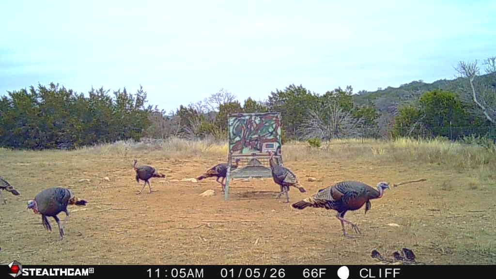 830 Ulrich Road Johnson City, TX 78636 - Photo 9 of 40 A spacious, uncultivated lot perfect for outdoor recreation and abundant with wildlife.