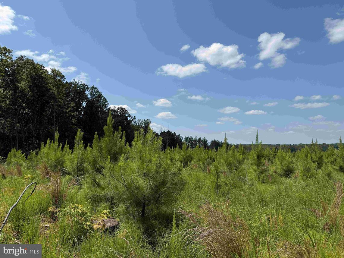 Bremo Road Bremo Bluff, VA 23022 - Photo 6 of 10 a view of a bunch of trees