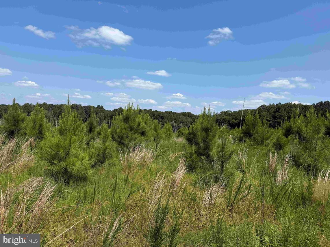 Bremo Road Bremo Bluff, VA 23022 - Photo 9 of 10 a view of a city and lush green forest