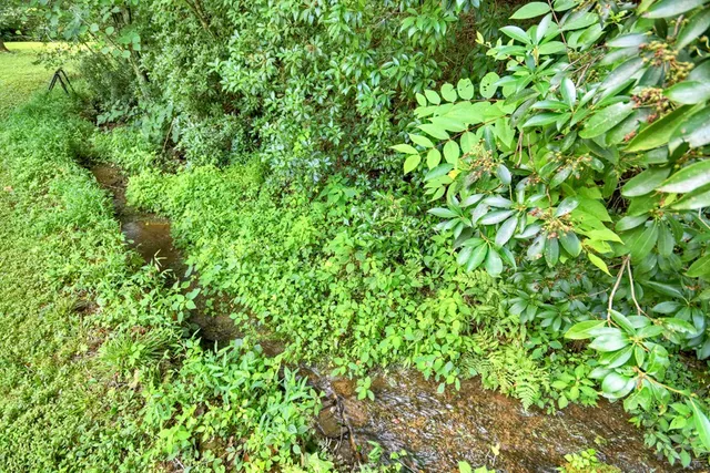 a view of a lush green space