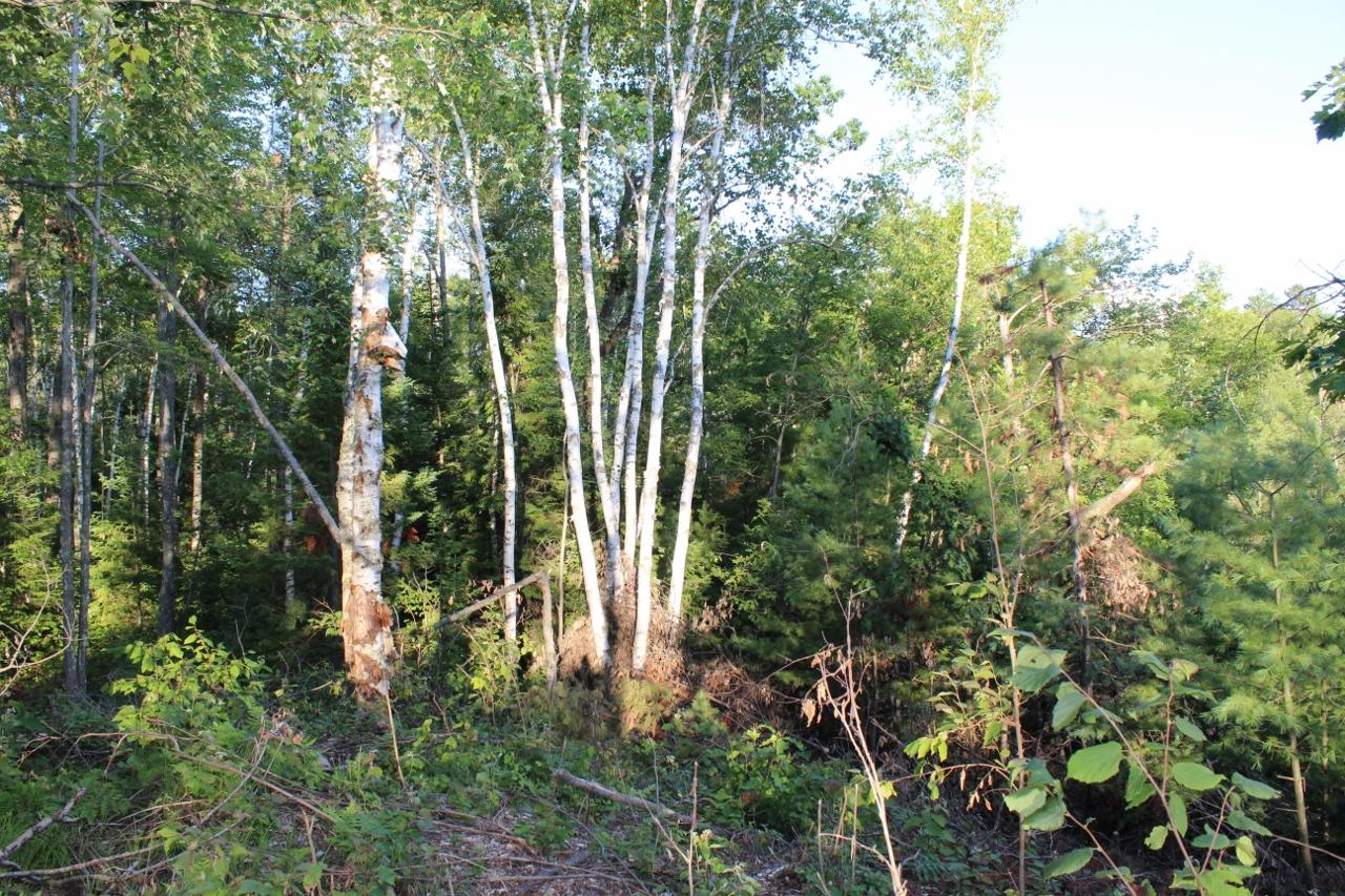 3-ac Clear Lake Road Elcho, WI 54428 - Photo 14 of 38 Gallery Image 14