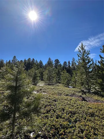 a view of a tree with a yard