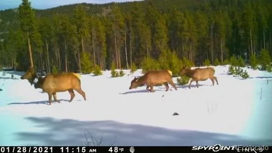 a view of two chairs in a forest