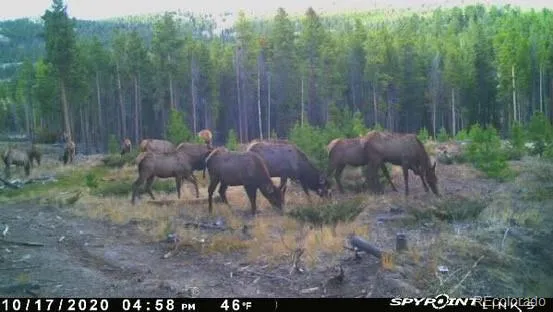 a view of a dry yard with wooden fence