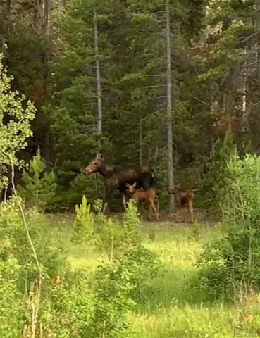 $4,900,000 | 1101 County Road 99, Black Hawk, CO 80422