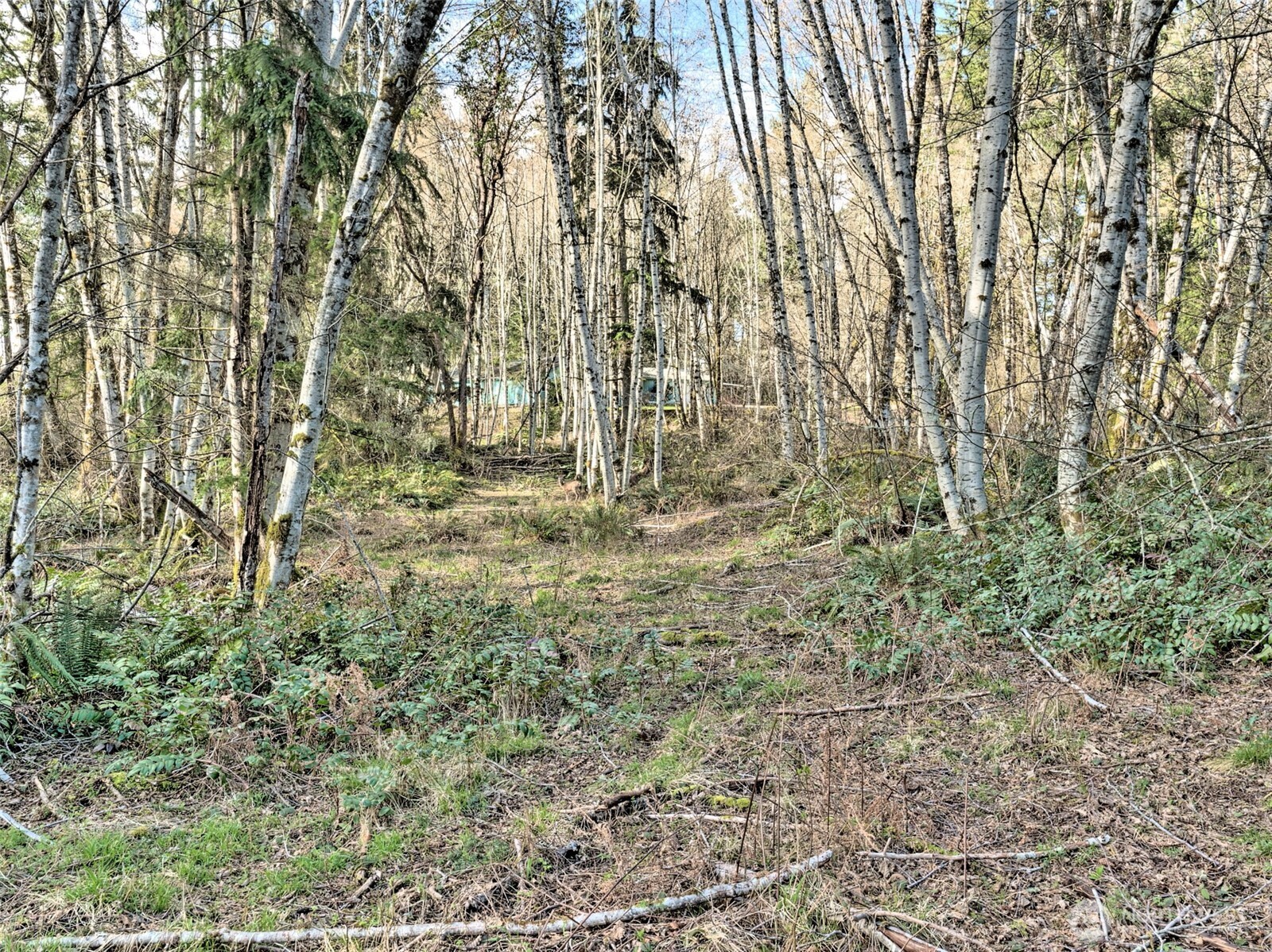 6641 Southeast Arcadia Road Shelton, WA 98584 - Photo 12 of 20