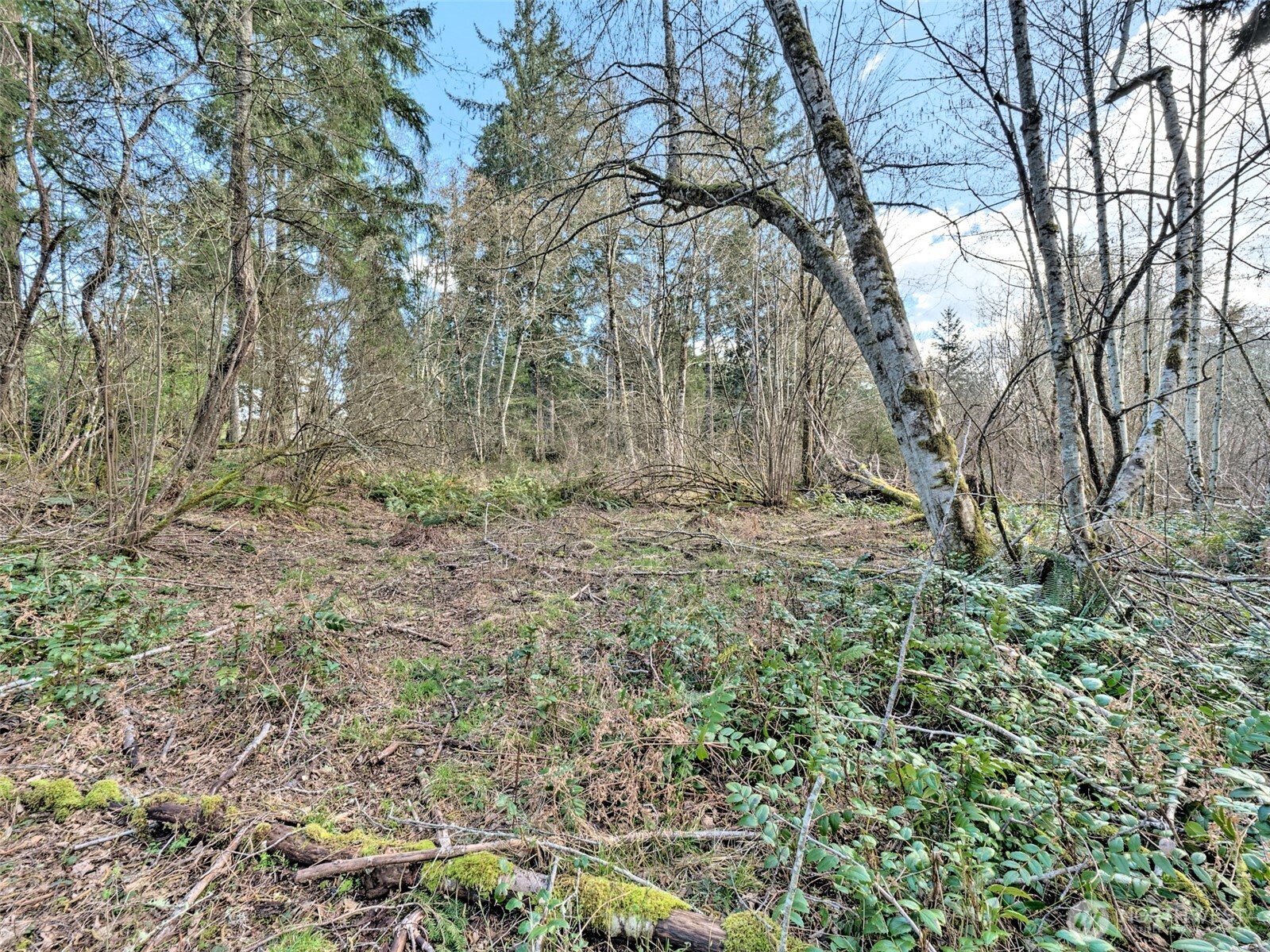 6641 Southeast Arcadia Road Shelton, WA 98584 - Photo 13 of 20