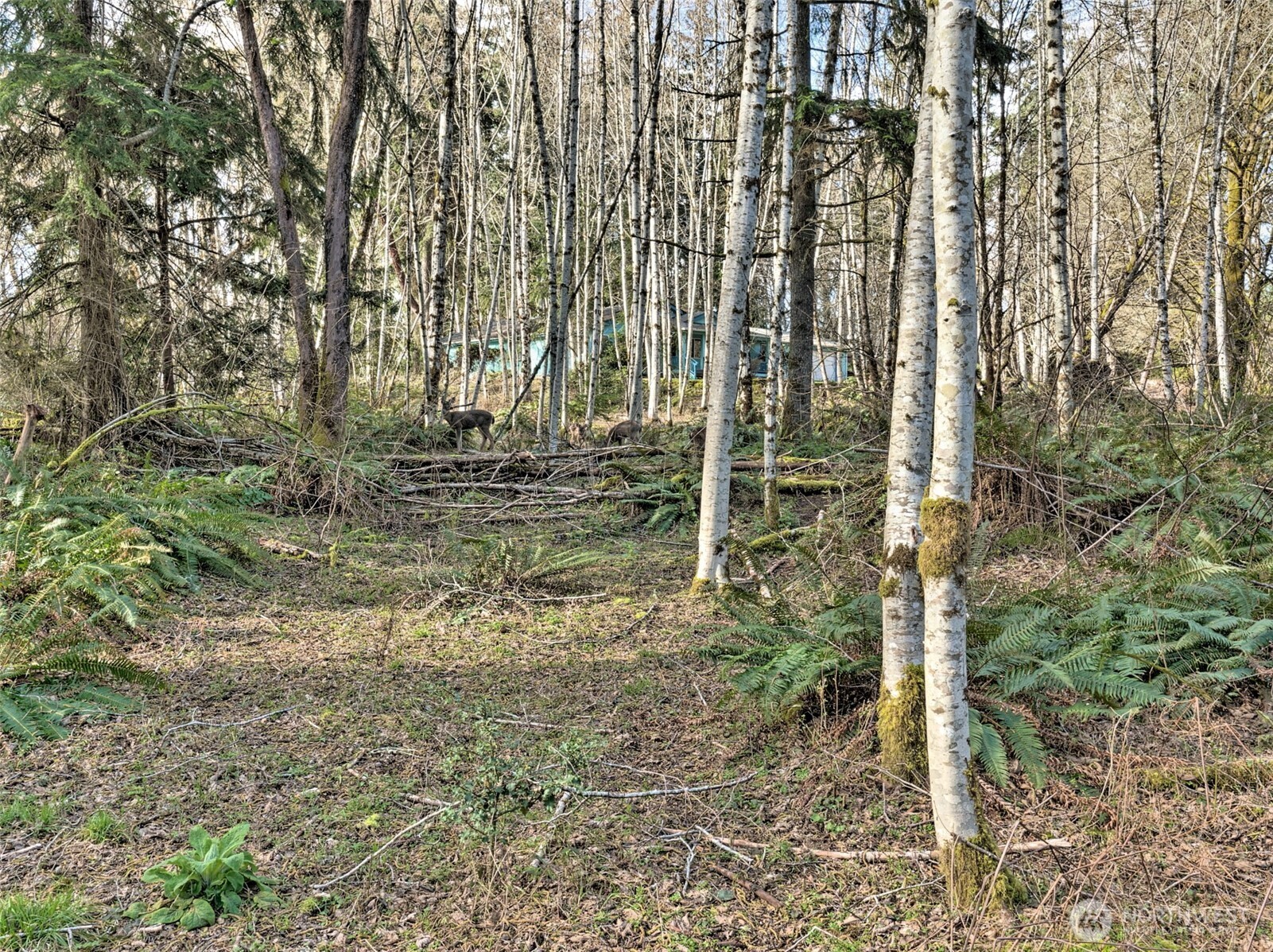 6641 Southeast Arcadia Road Shelton, WA 98584 - Photo 16 of 20