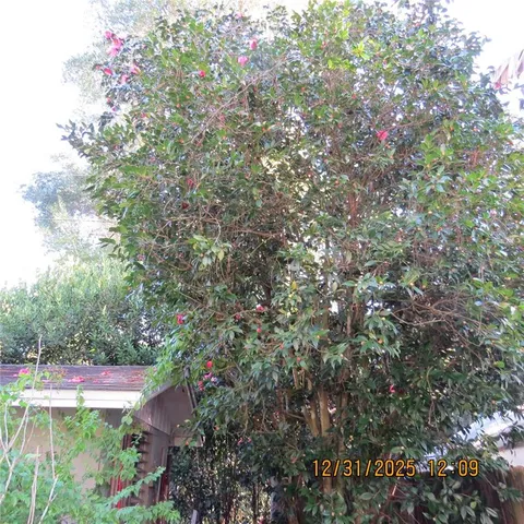 a view of a garden with plants and trees