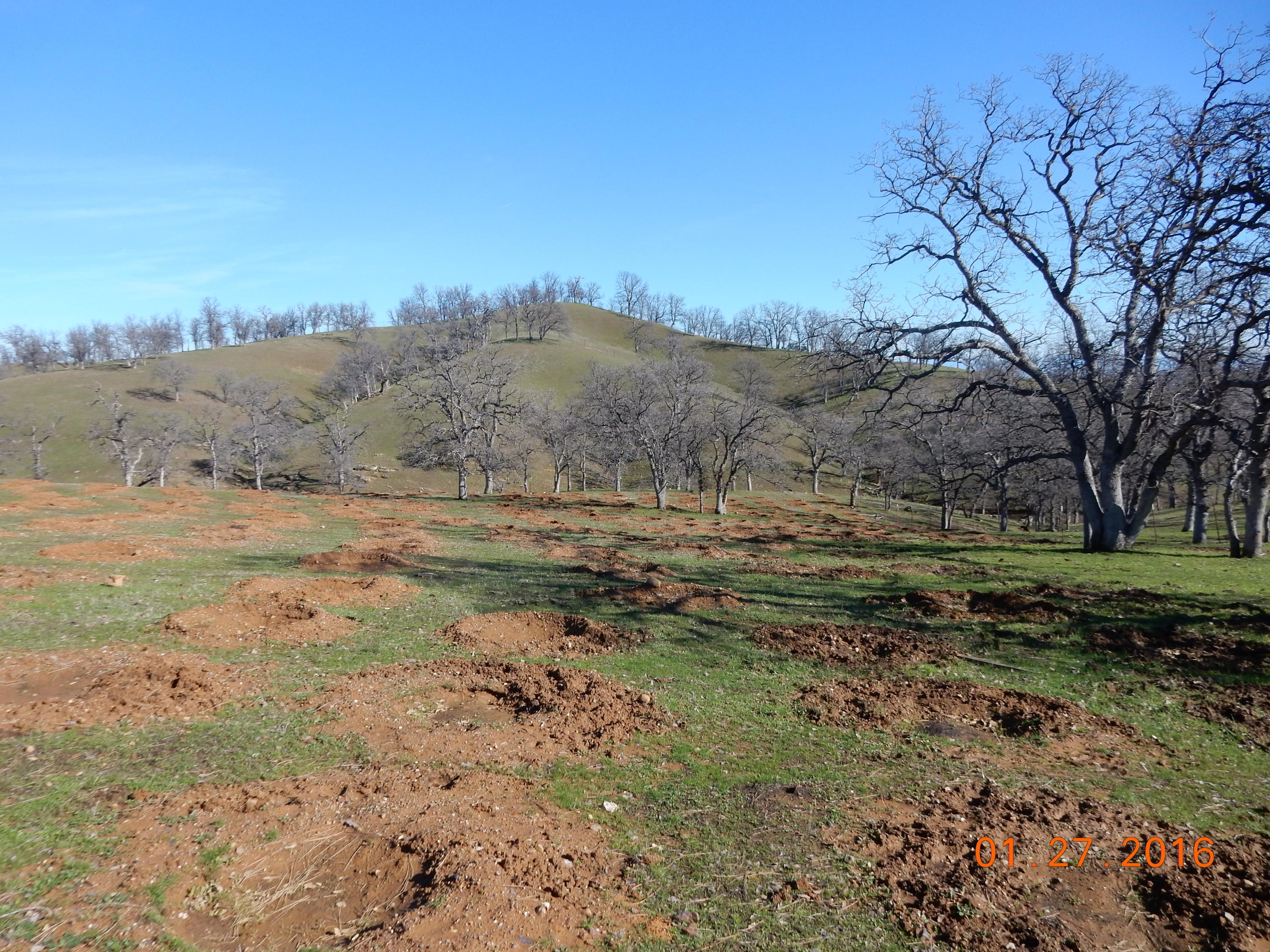 13925 Rattlesnake Ridge Road Red Bluff, CA 96080 - Photo 11 of 12 a view of dirt field with trees