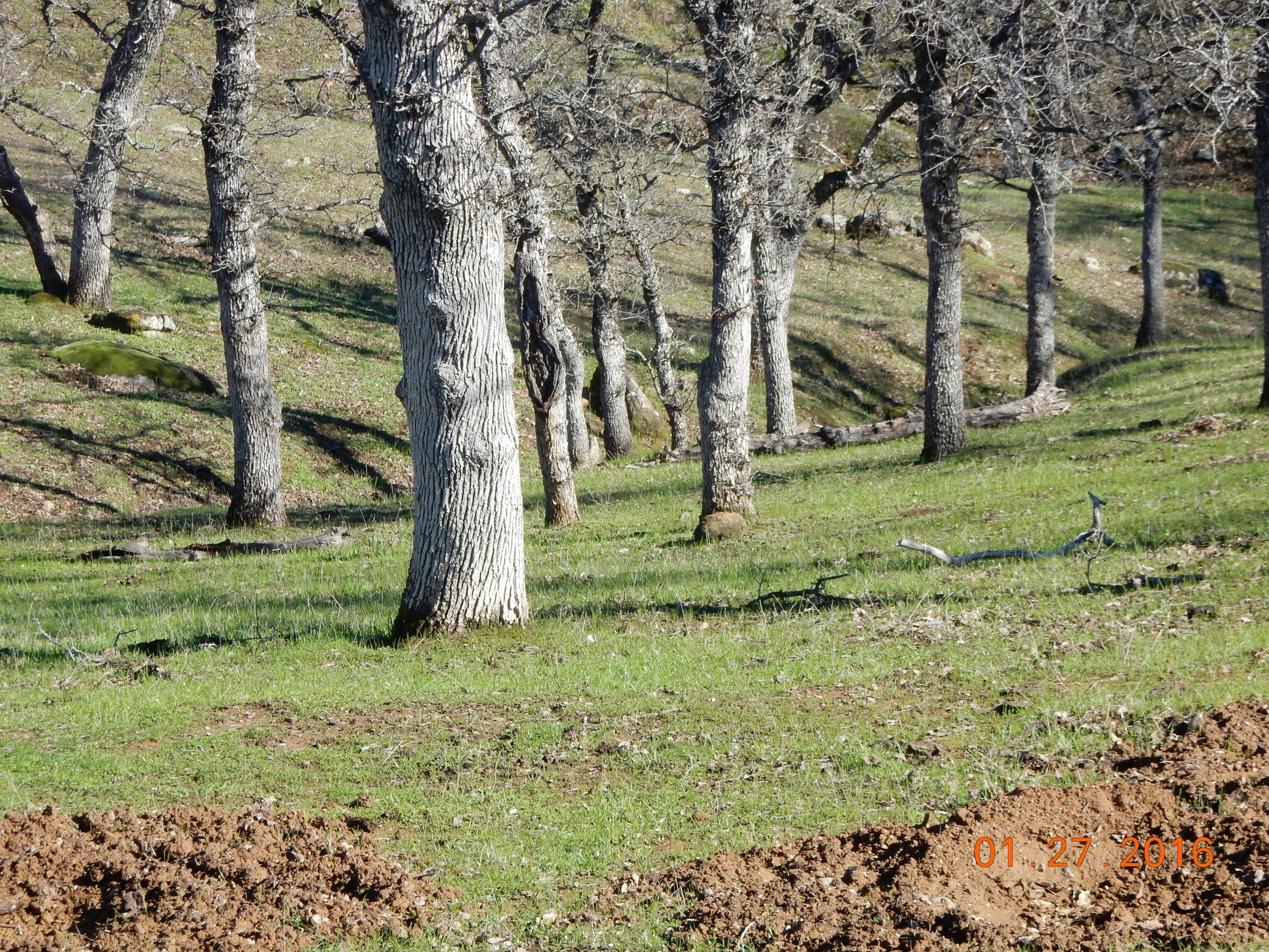 13925 Rattlesnake Ridge Road Red Bluff, CA 96080 - Photo 5 of 12 a view of a garden with a tree