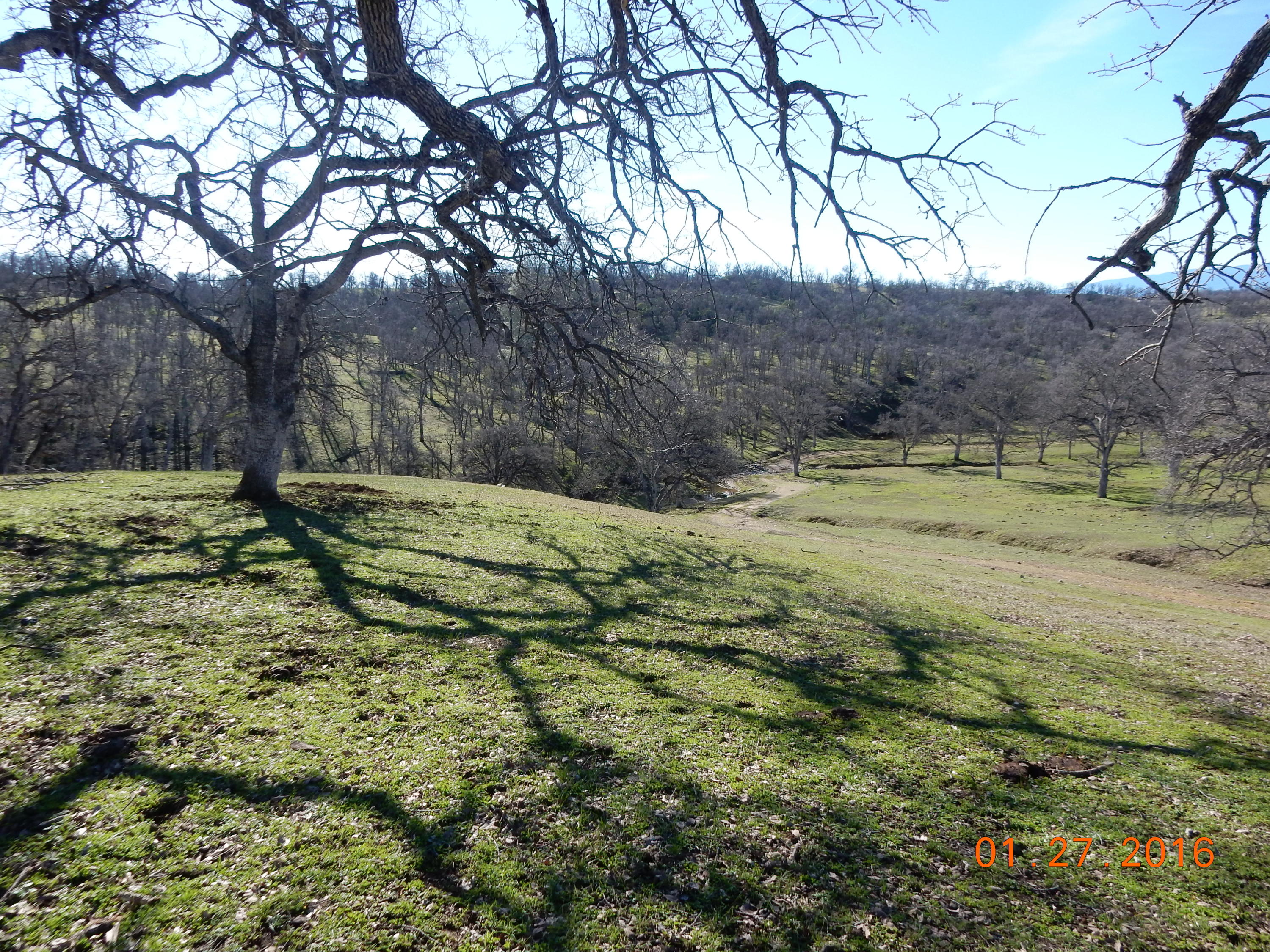 13925 Rattlesnake Ridge Road Red Bluff, CA 96080 - Photo 6 of 12 a view of a yard with an tree