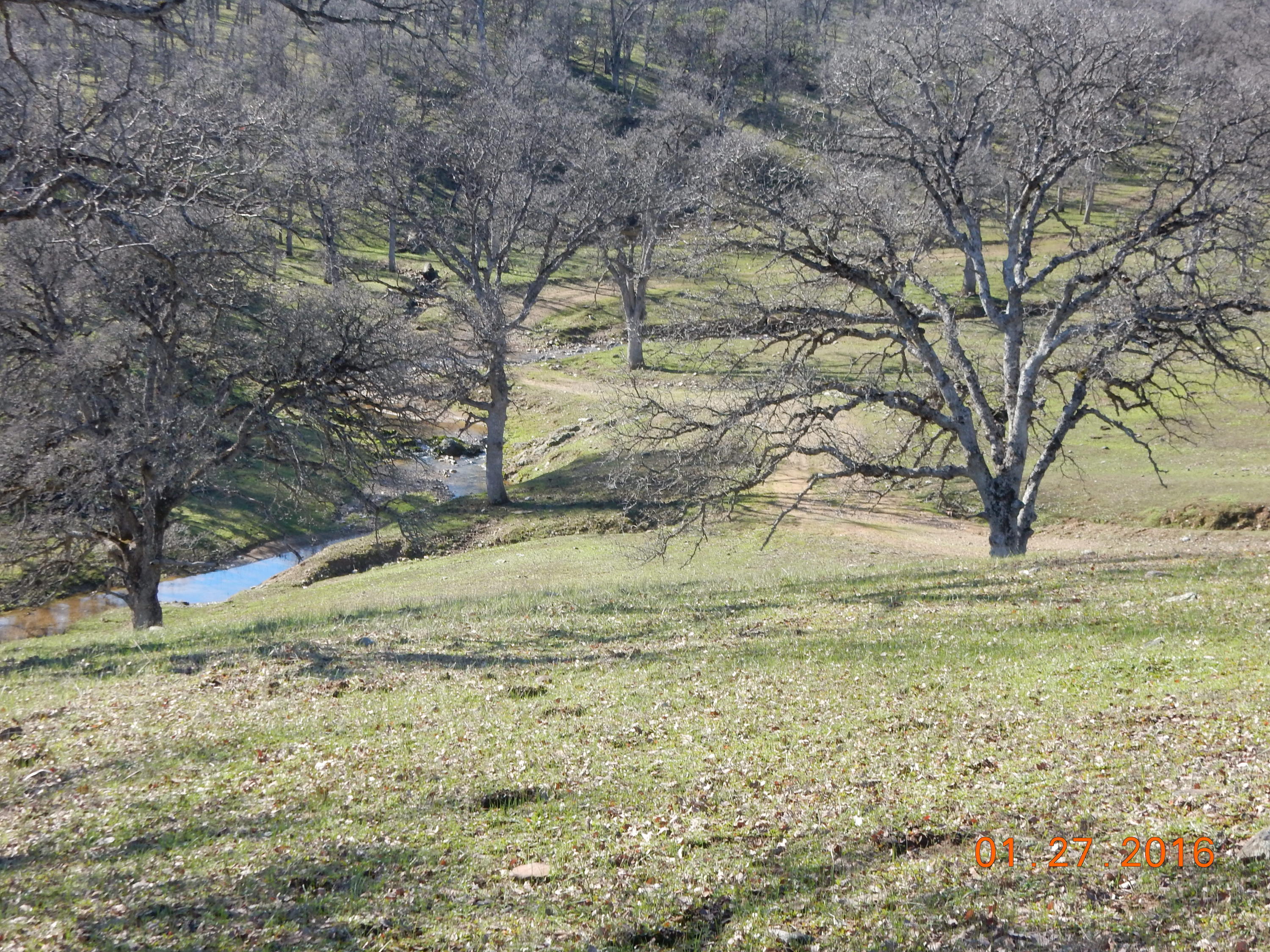 13925 Rattlesnake Ridge Road Red Bluff, CA 96080 - Photo 8 of 12 a view of a yard with large trees