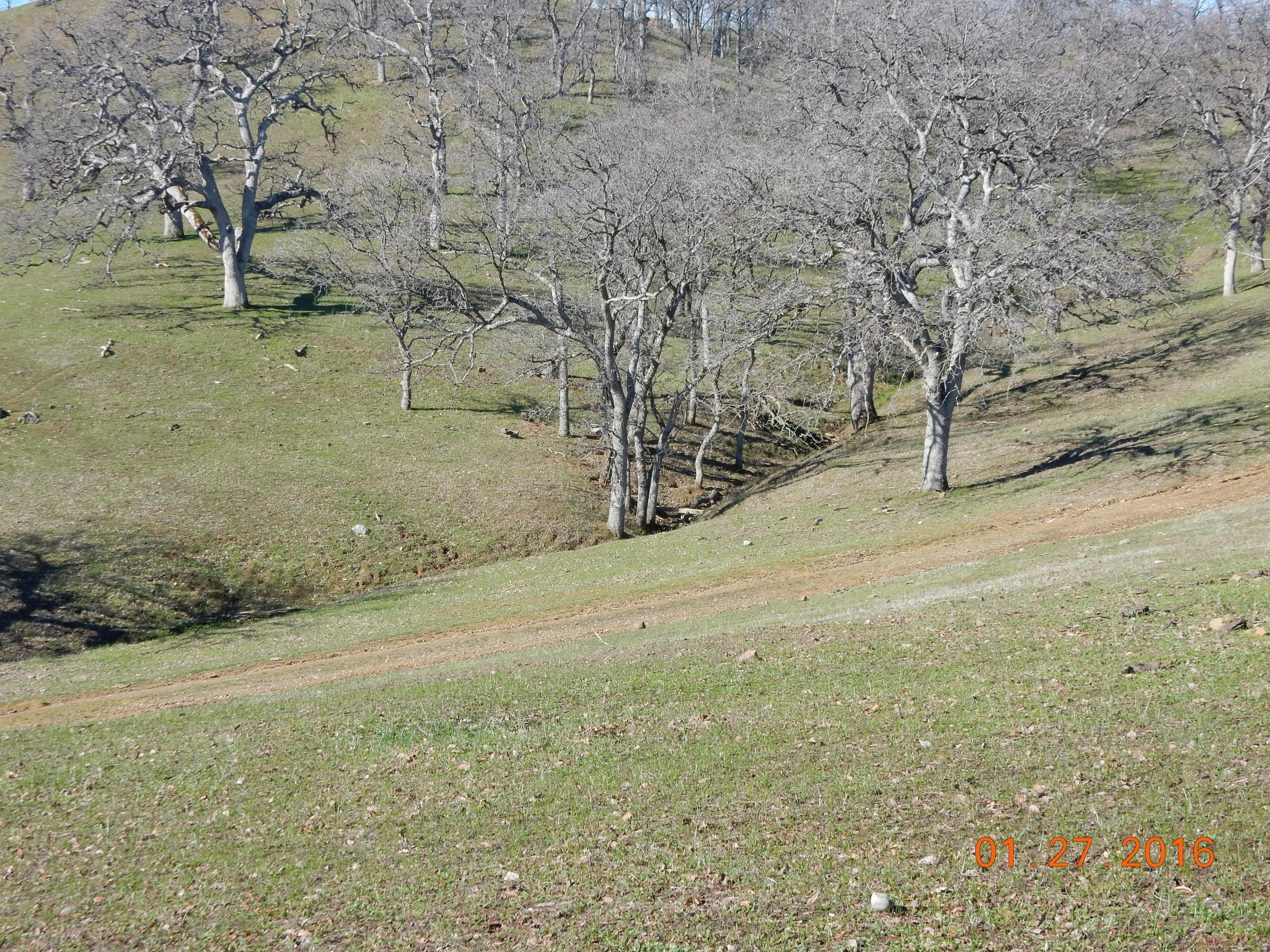 13925 Rattlesnake Ridge Road Red Bluff, CA 96080 - Photo 9 of 12 a view of a yard with a tree