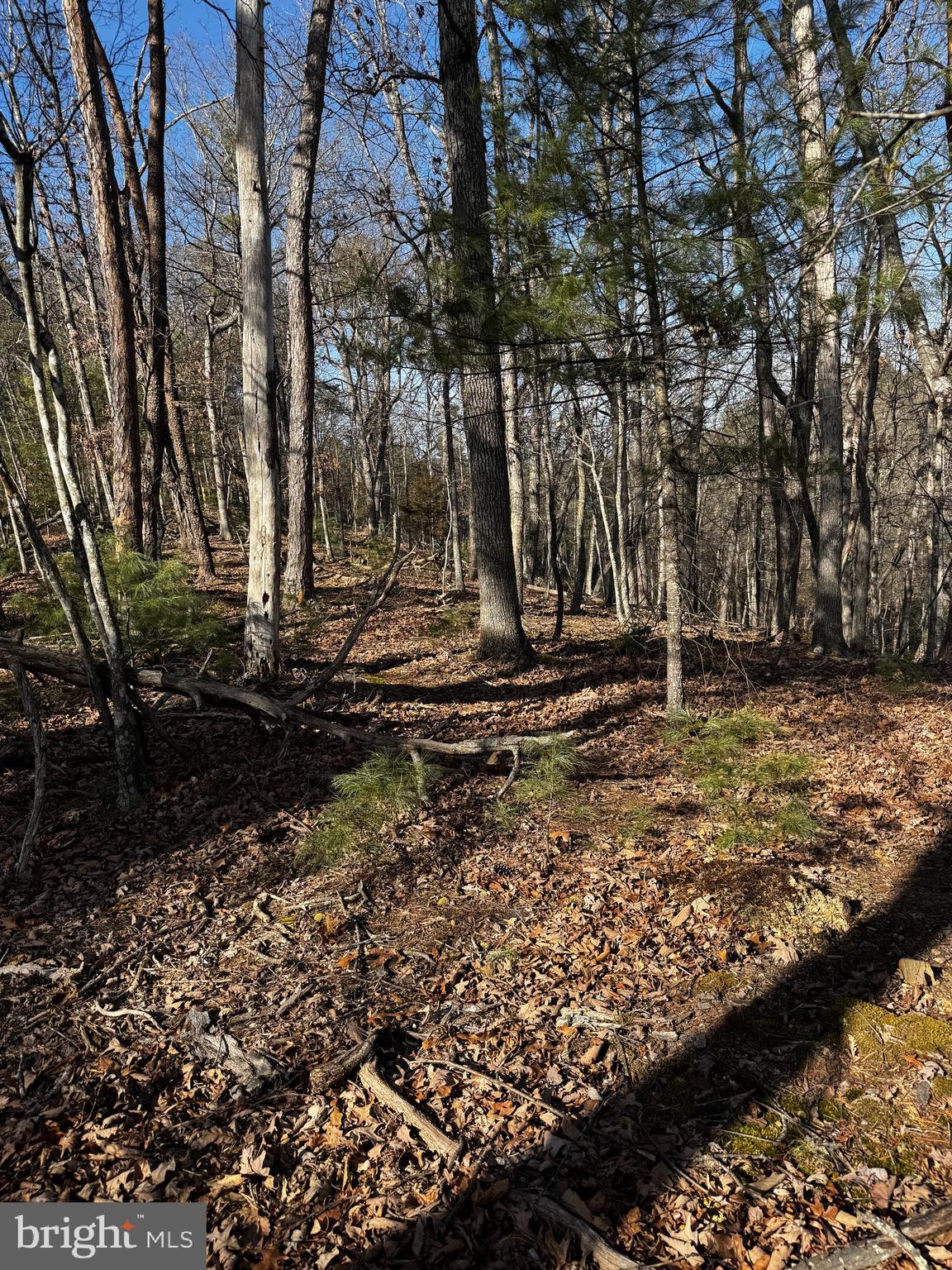 Ridge Court Basye, VA 22810 - Photo 2 of 2 a view of a backyard with large trees
