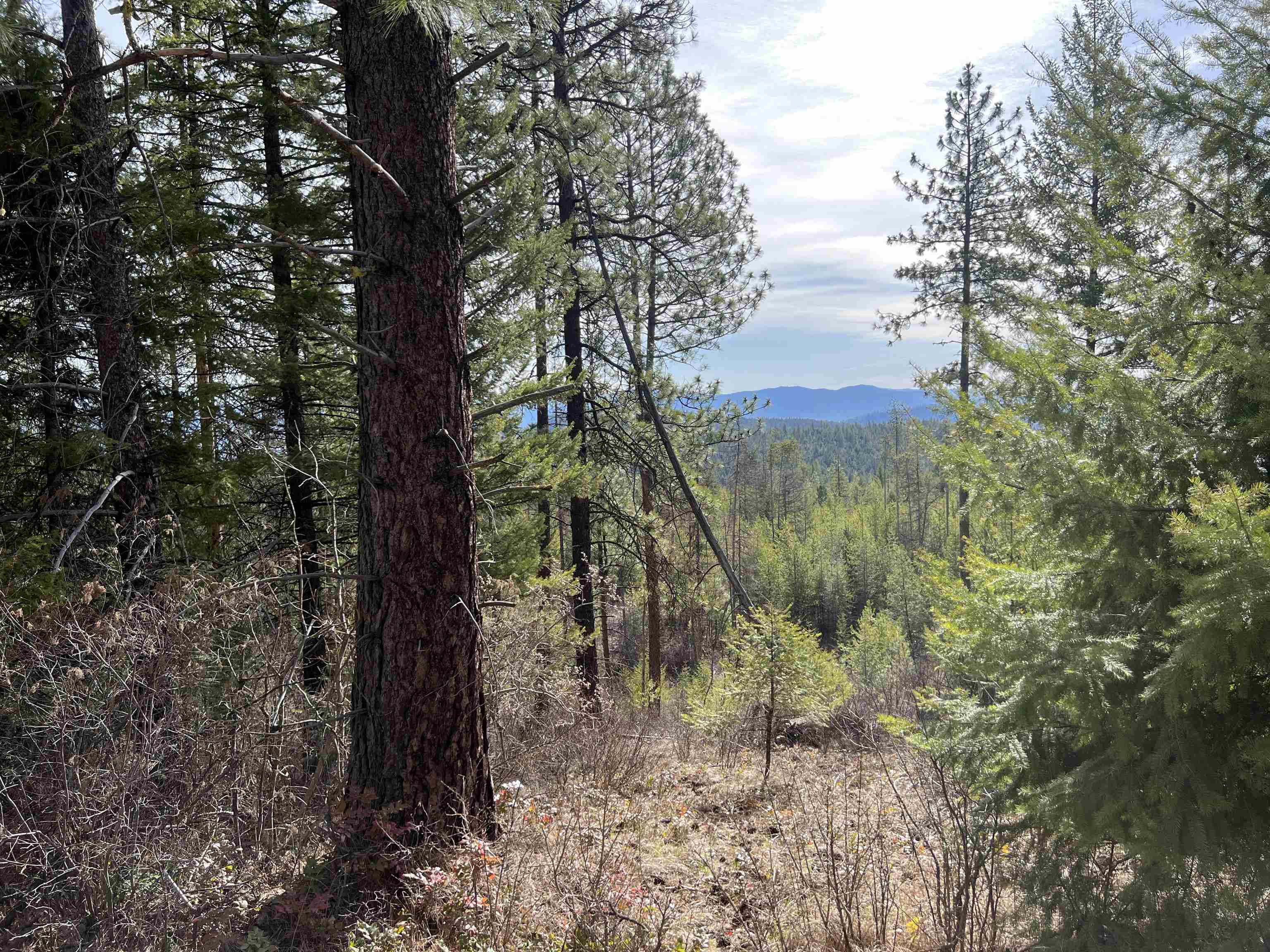 Nka Orin-Rice Road Wellpinit, WA 99040 - Photo 3 of 36