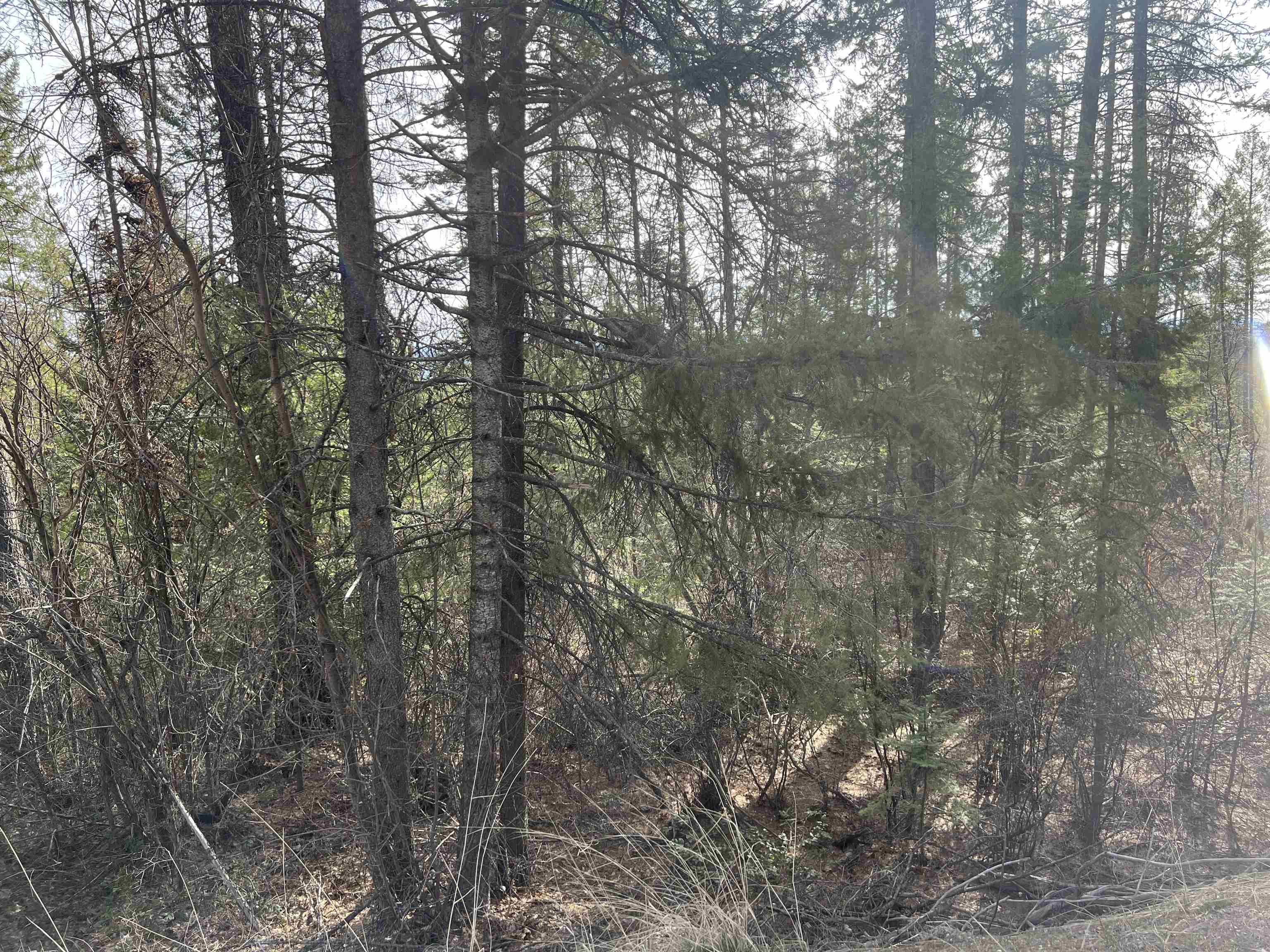 Nka Orin-Rice Road Wellpinit, WA 99040 - Photo 7 of 36