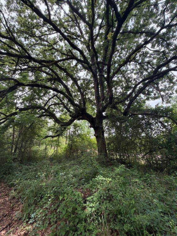 371 Fm 1872 Corrigan, TX 75939 - Photo 43 of 50