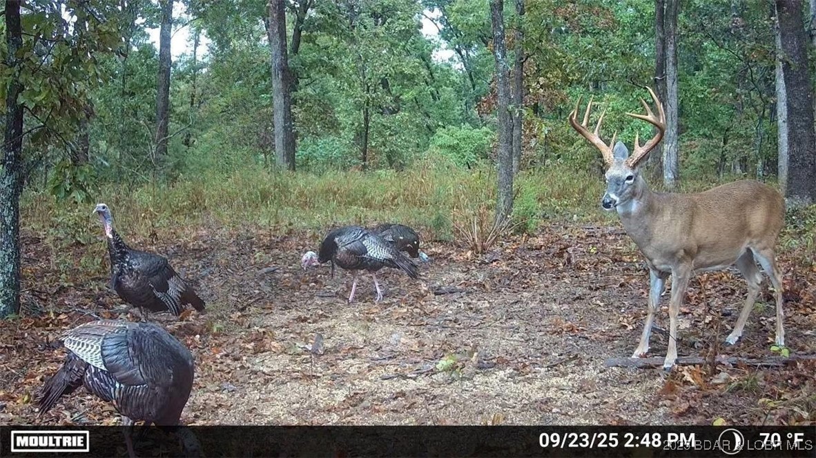 -tbd State Rd Z Edwards, MO 65326 - Photo 7 of 39