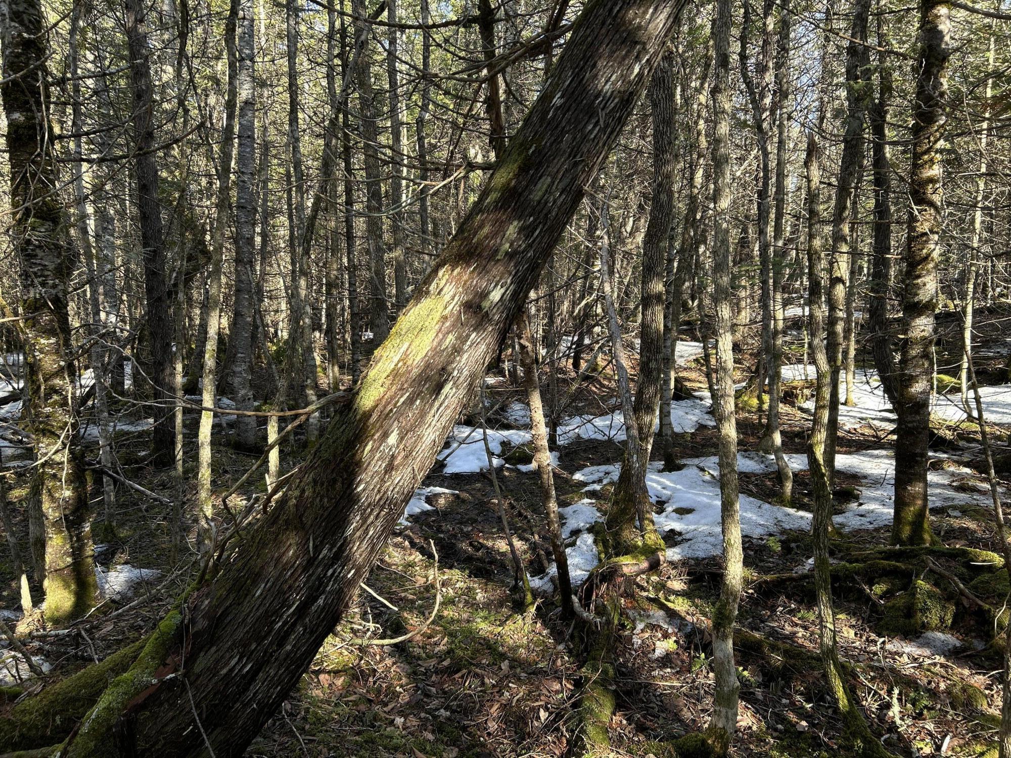 Map5-lot1 Silvers Mills Road Sangerville, ME 04479 - Photo 32 of 33