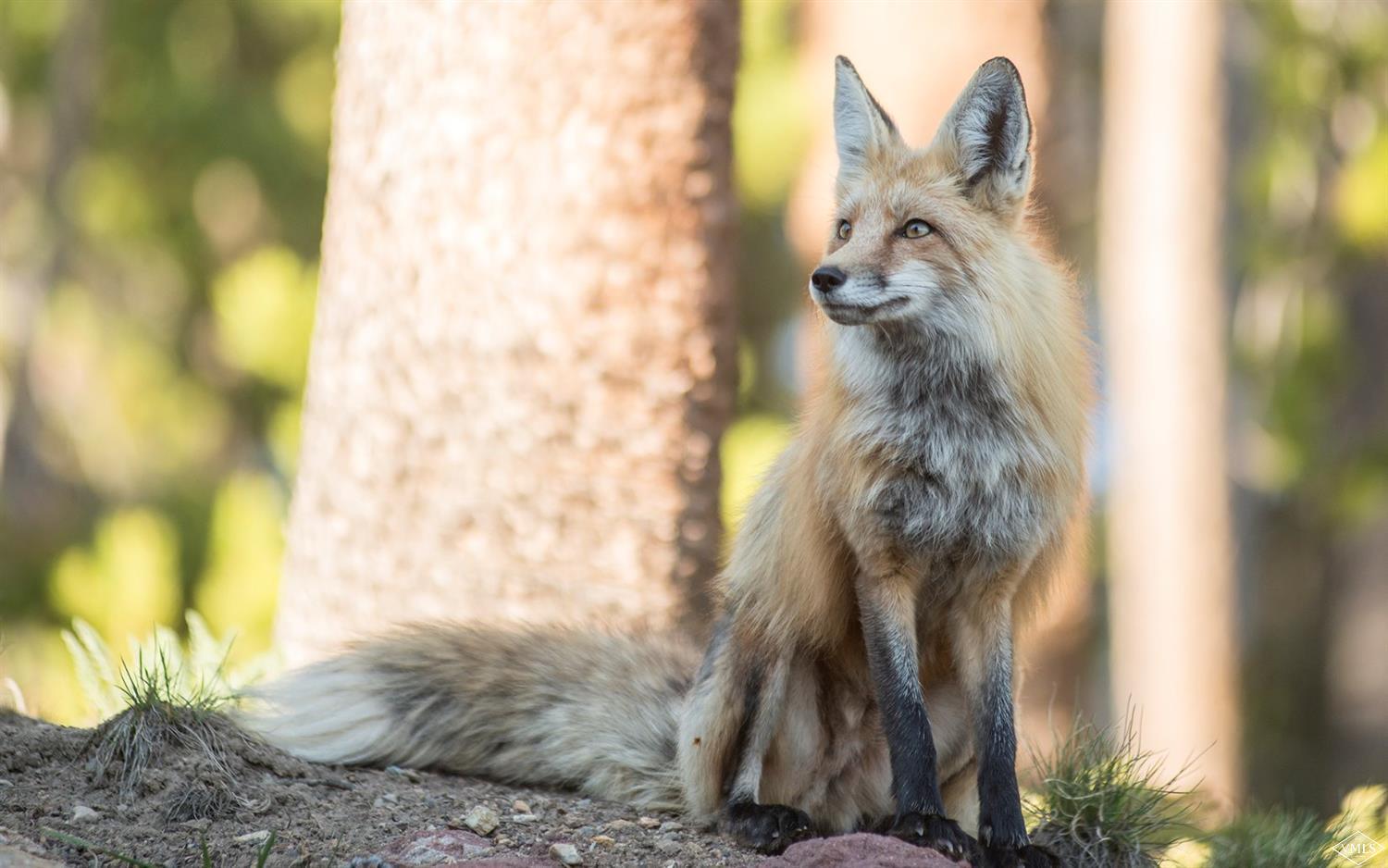 1145 Pilgrim Drive Edwards, CO 81632 - Photo 53 of 54 a close up of a white sink