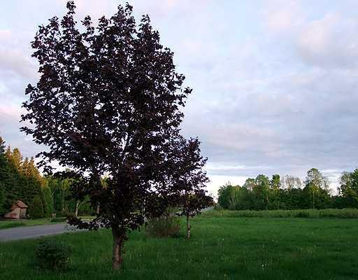 312 New Limerick Road Linneus, ME 04730 - Photo 23 of 25 Land.
