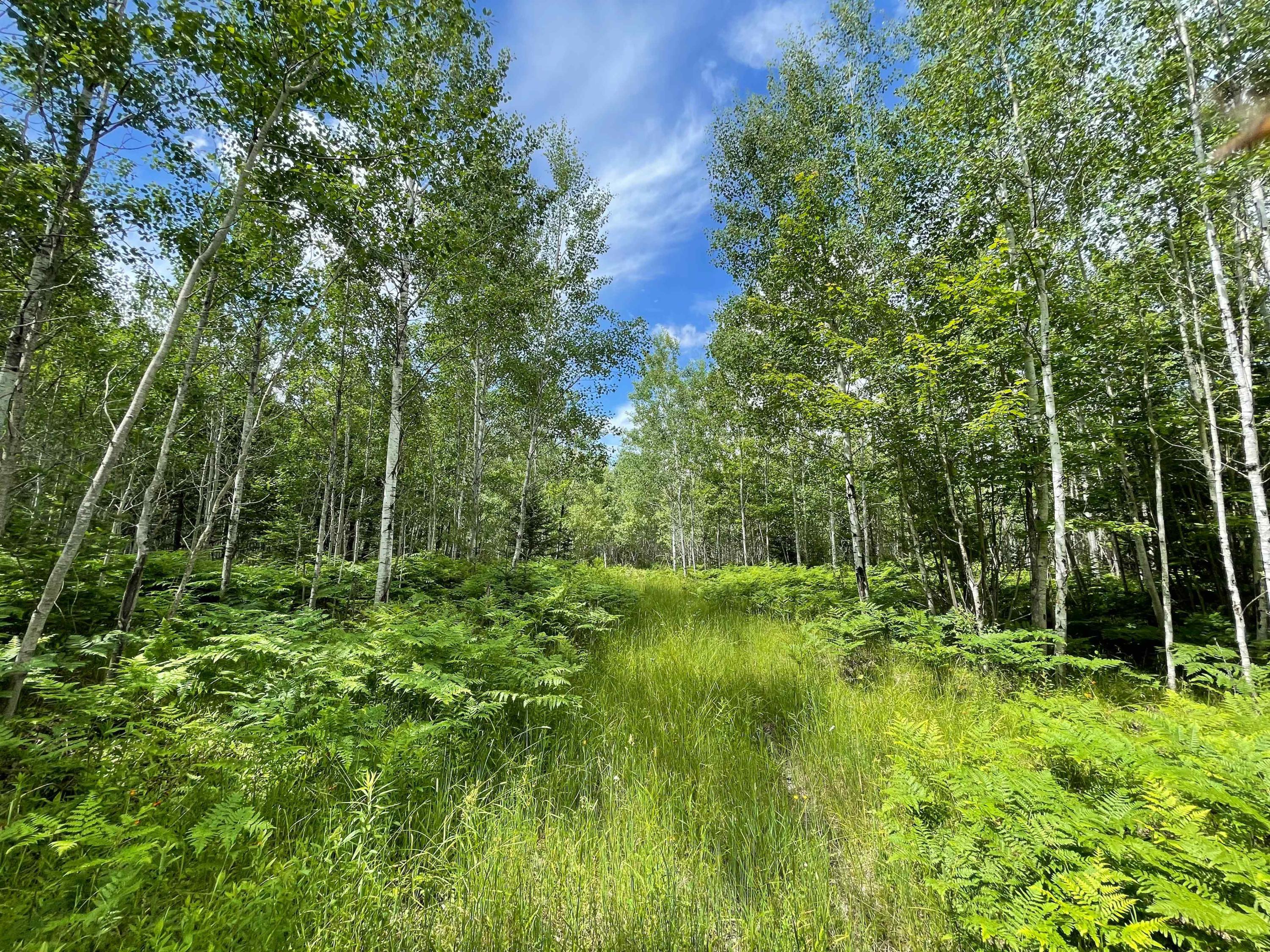 Gaynor Road Cheboygan, MI 49721 - Photo 20 of 71 IMG_1975