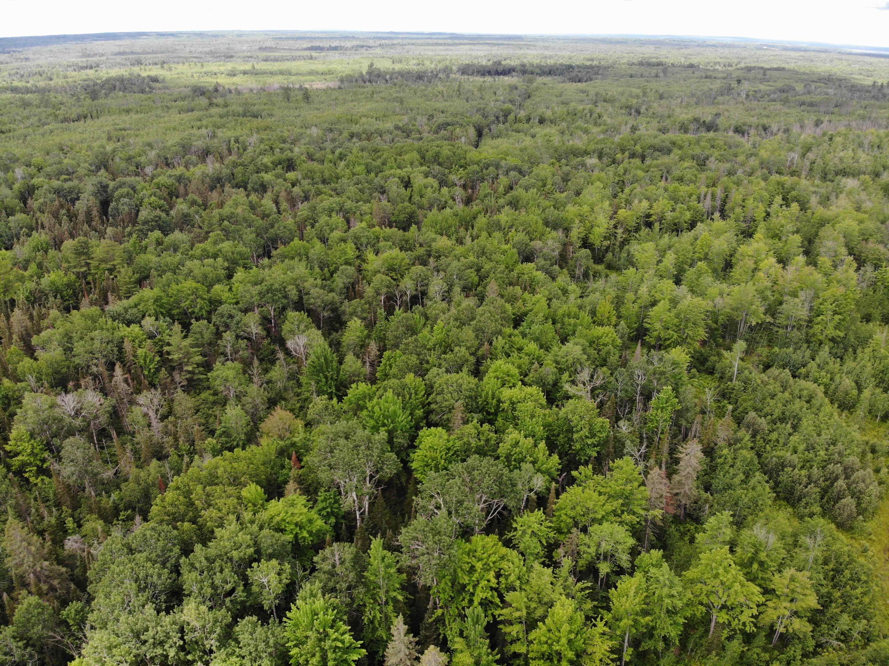 Gaynor Road Cheboygan, MI 49721 - Photo 54 of 71 DJI_0523