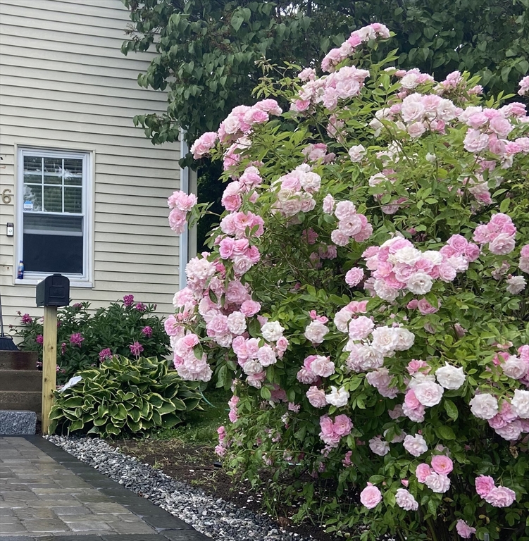 6 Monroe Court Gloucester, MA 01930 - Photo 33 of 41 a view of a flower in a yard