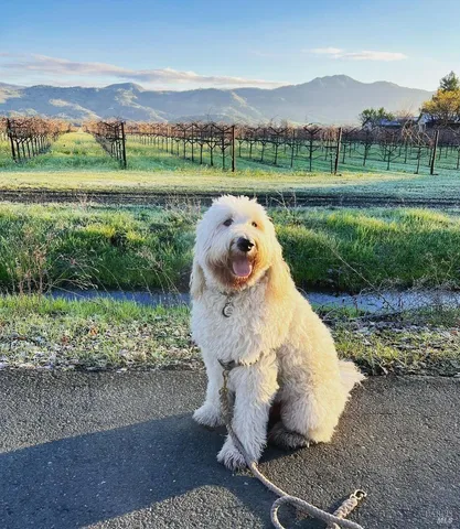 $1,295,000 | 5 Forrester Lane, Yountville, CA 94599