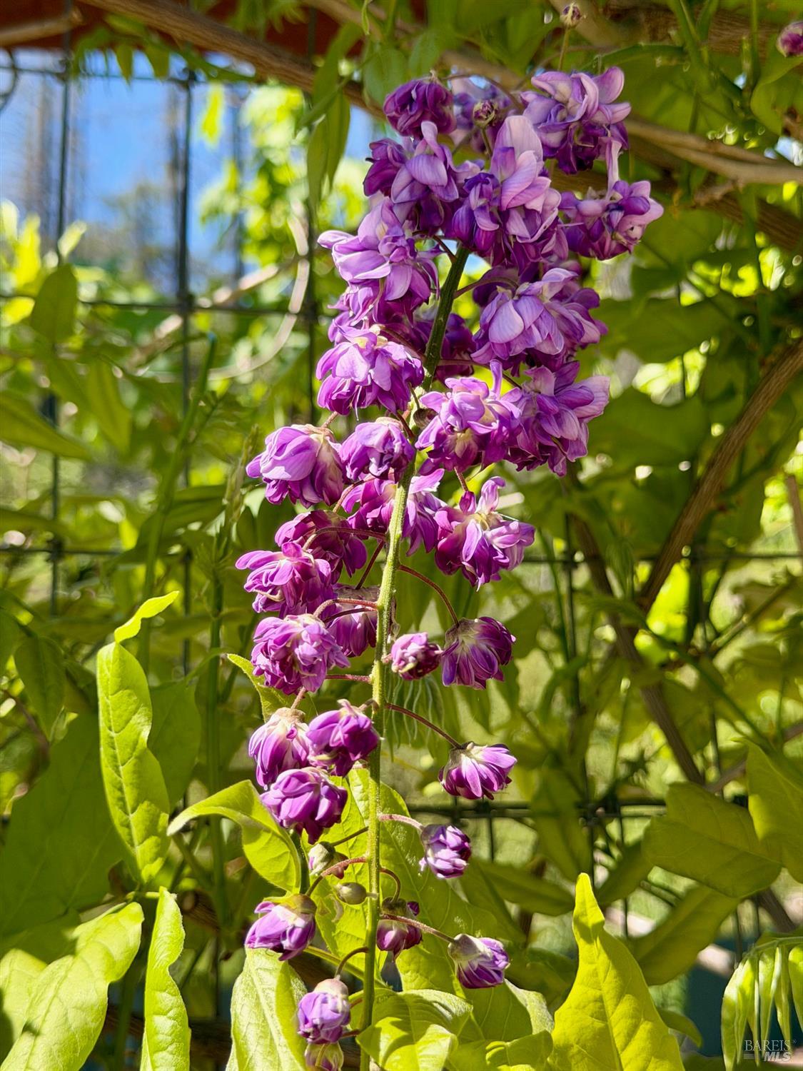 321 Dutch Henry Canyon Road Calistoga, CA 94515 - Photo 41 of 50 a flower view