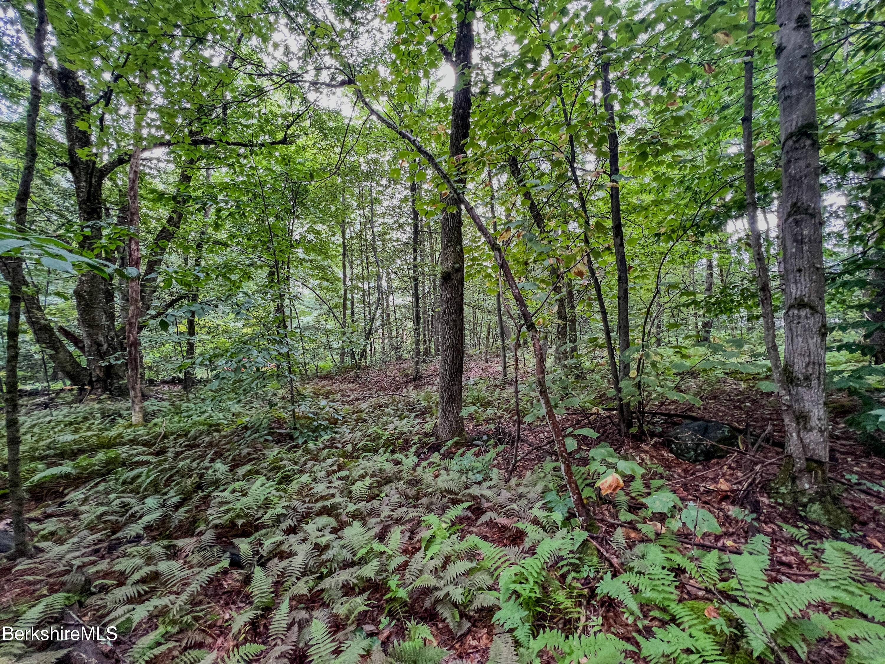 Lot9 Johnson Road Becket, MA 01223 - Photo 7 of 13 a big yard with lots of green space and trees