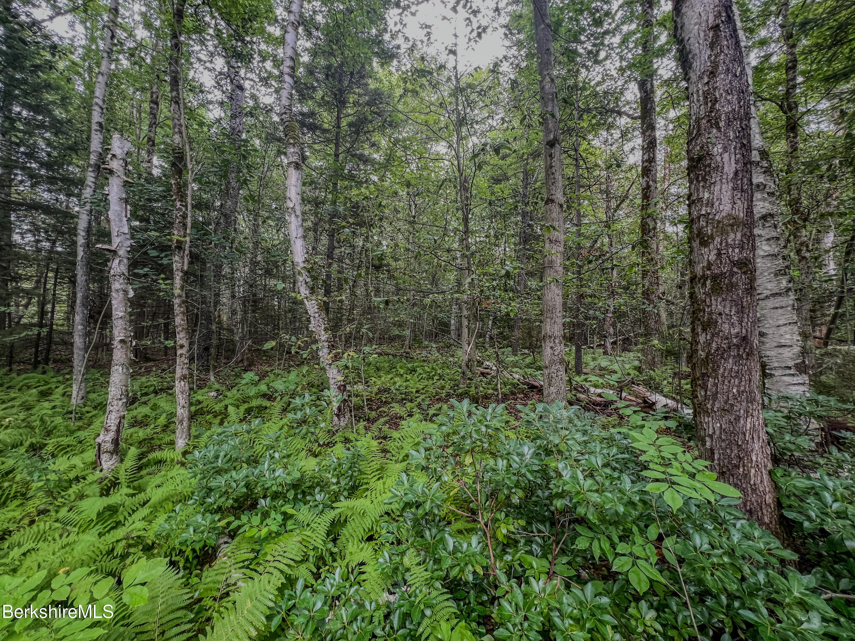 Lot9 Johnson Road Becket, MA 01223 - Photo 10 of 13 a view of forest