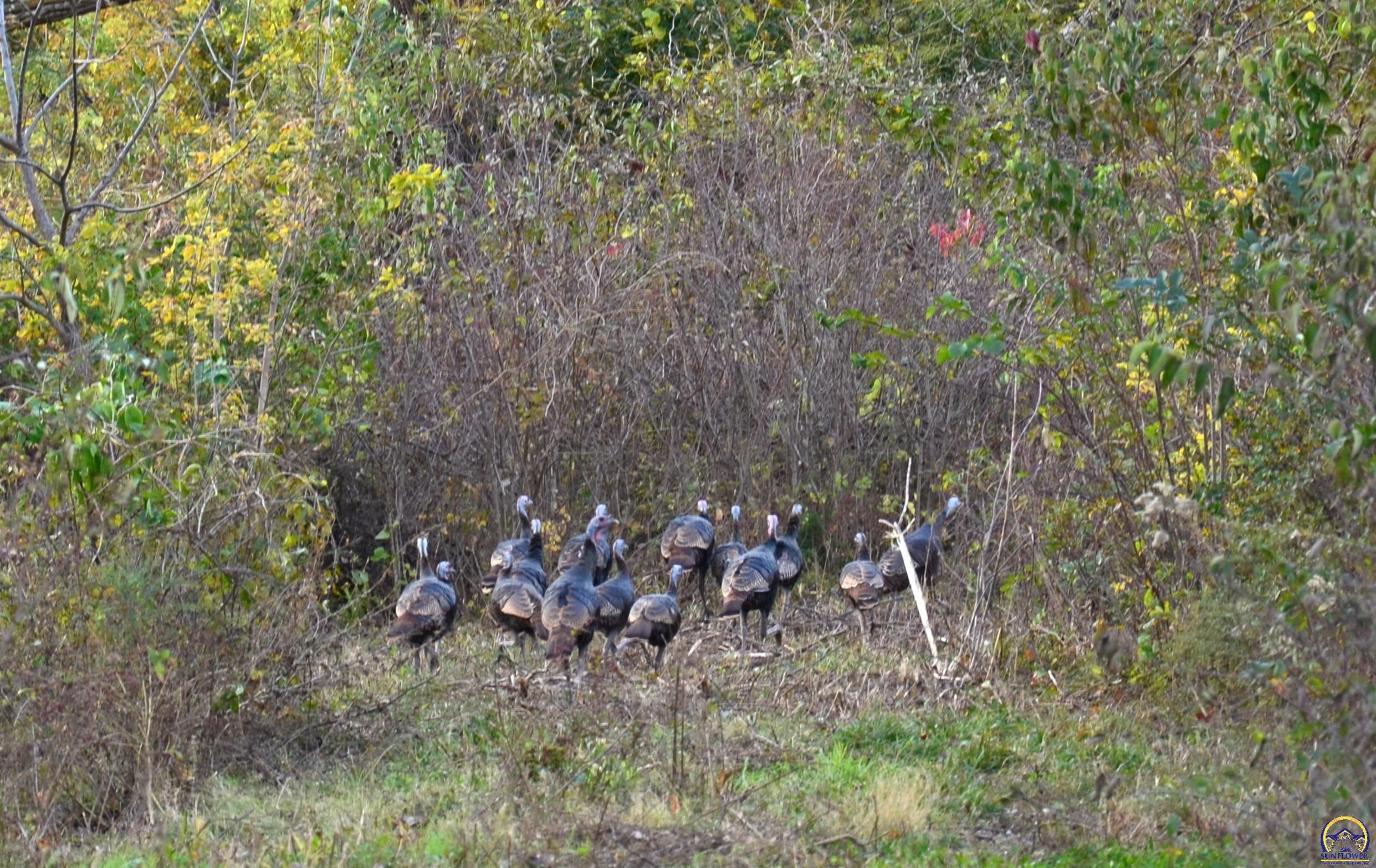 20031 South Berryton Road Lyndon, KS 66451 - Photo 28 of 98 Turkey