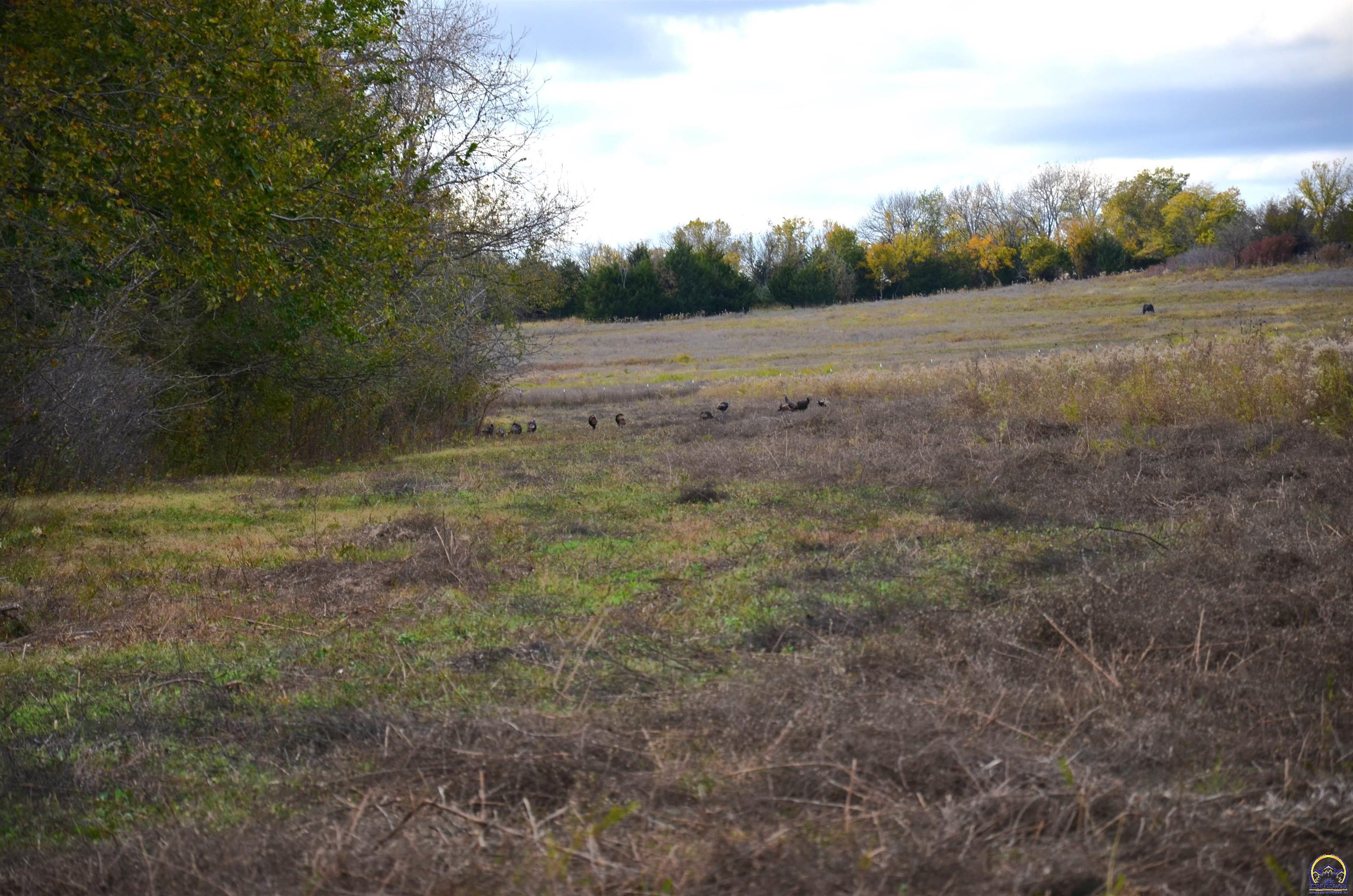 20031 South Berryton Road Lyndon, KS 66451 - Photo 29 of 98 Turkey