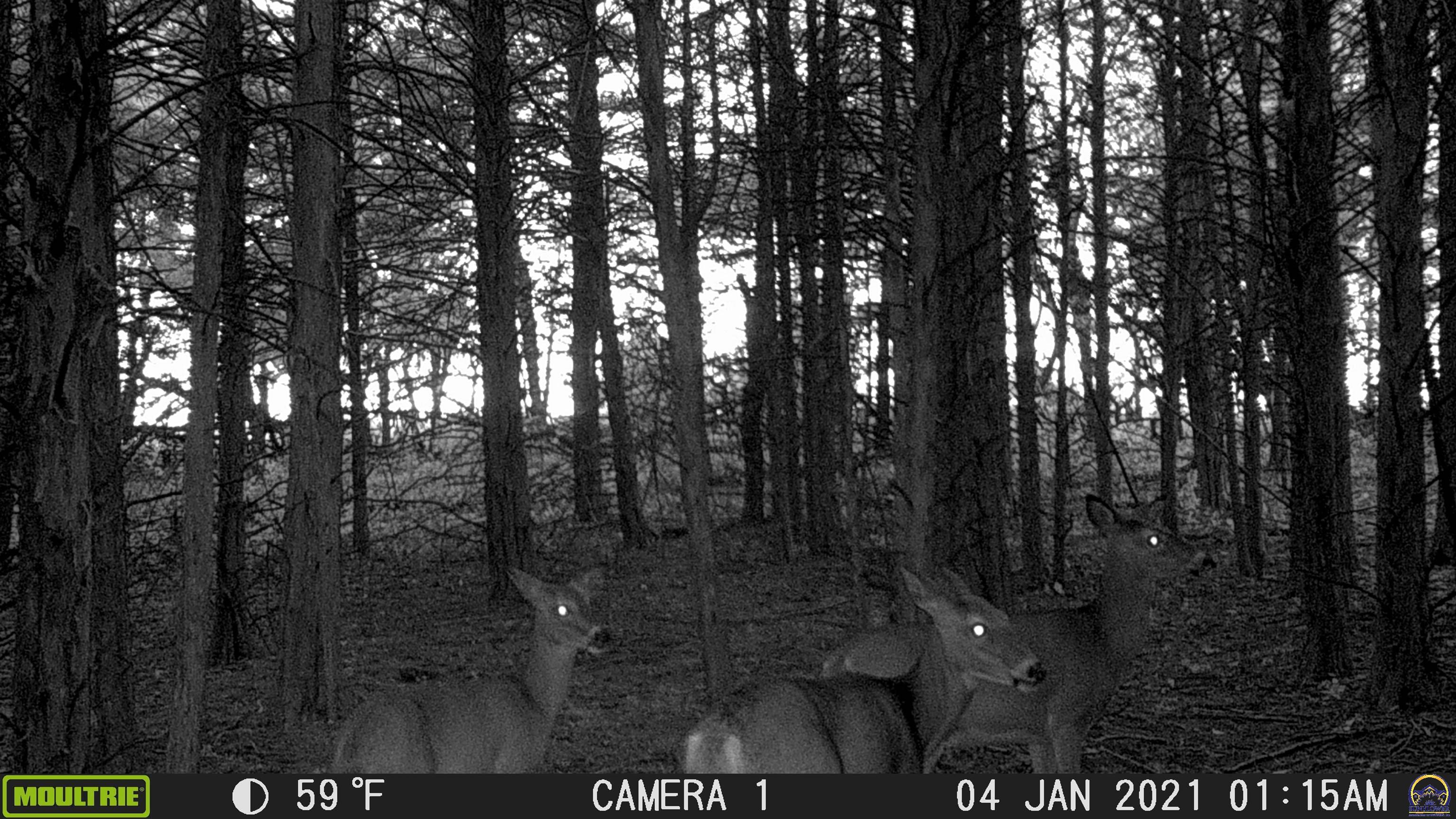 20031 South Berryton Road Lyndon, KS 66451 - Photo 31 of 98 Trail Cam