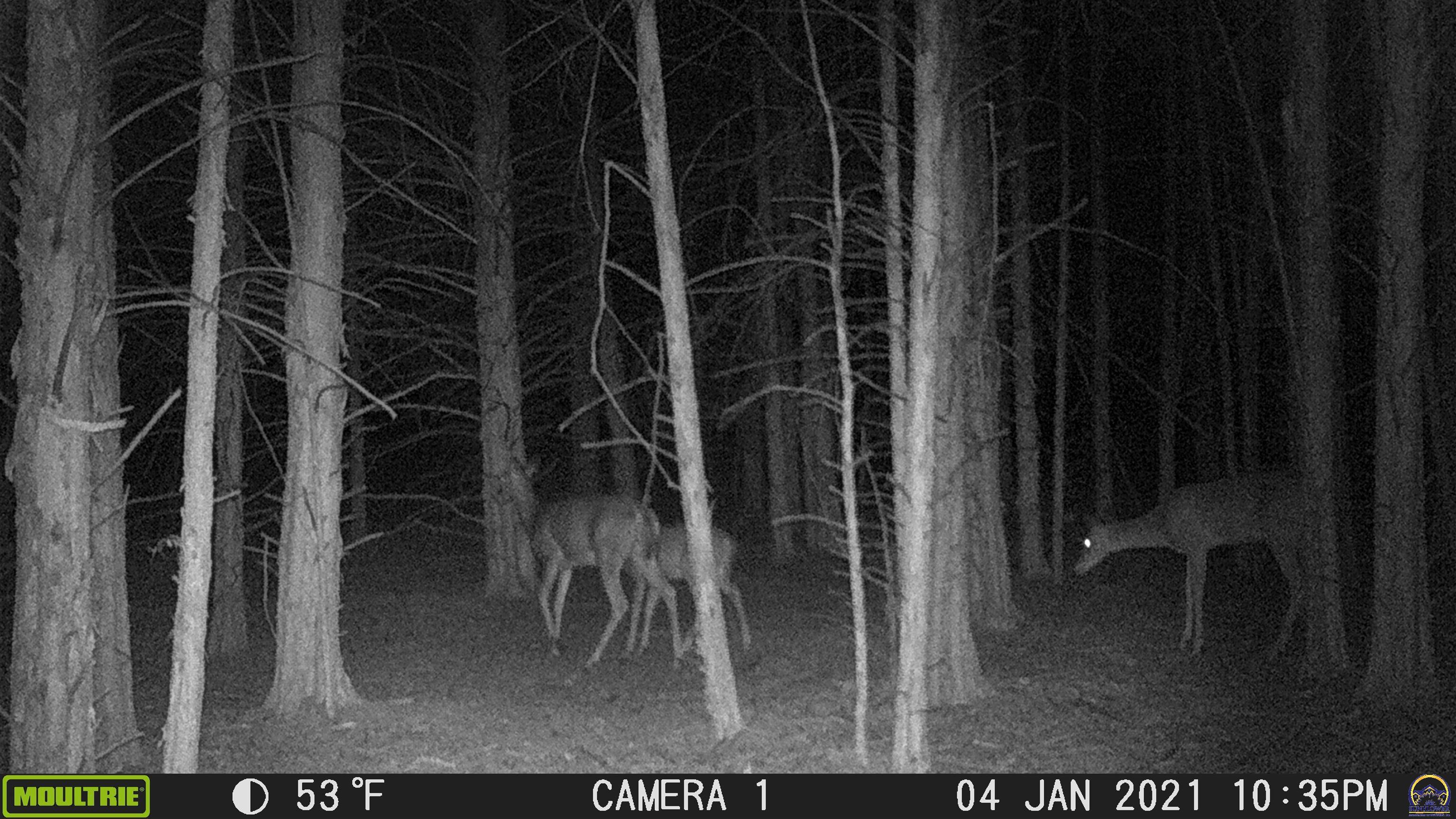 20031 South Berryton Road Lyndon, KS 66451 - Photo 32 of 98 Trail Cam