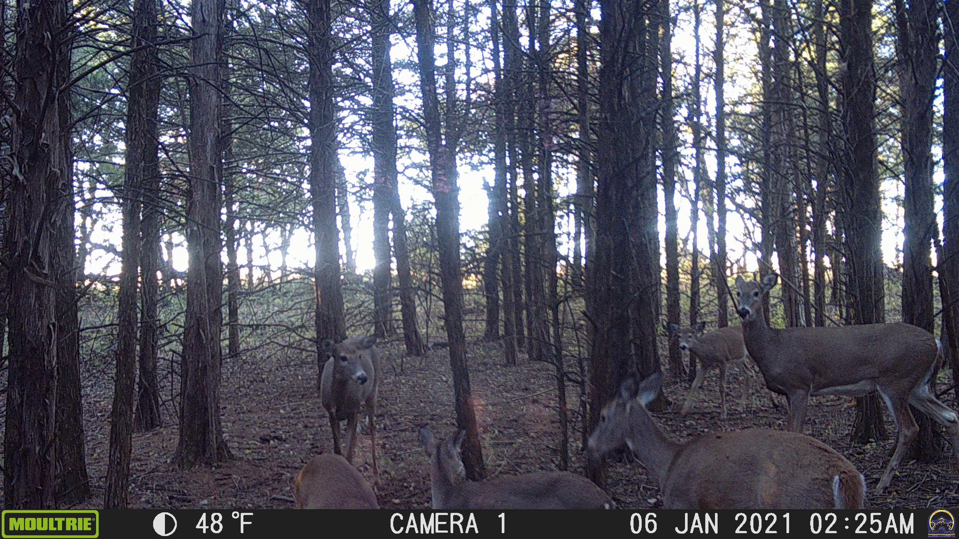 20031 South Berryton Road Lyndon, KS 66451 - Photo 34 of 98 Trail Cam