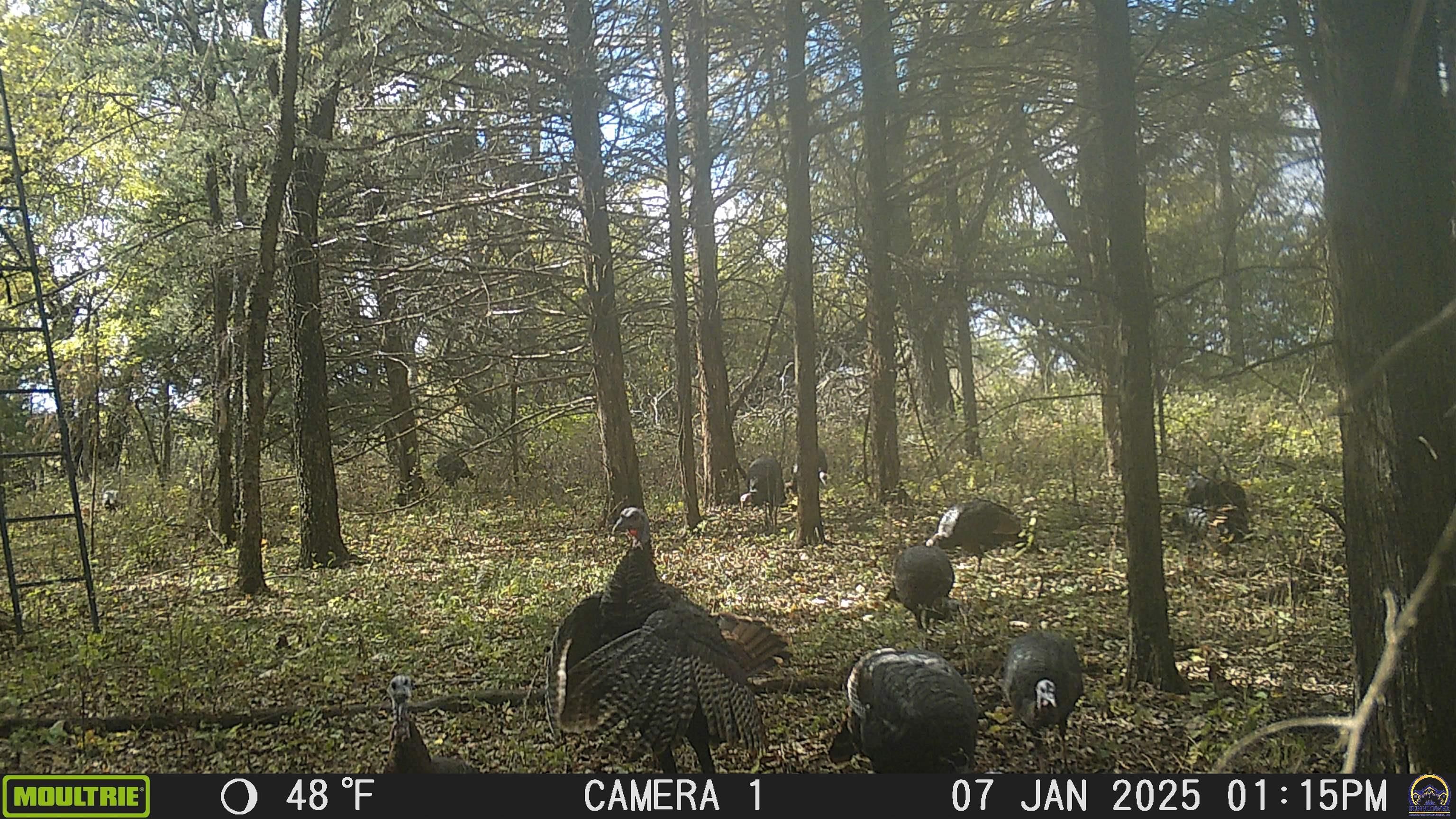 20031 South Berryton Road Lyndon, KS 66451 - Photo 91 of 98 Trail Cam