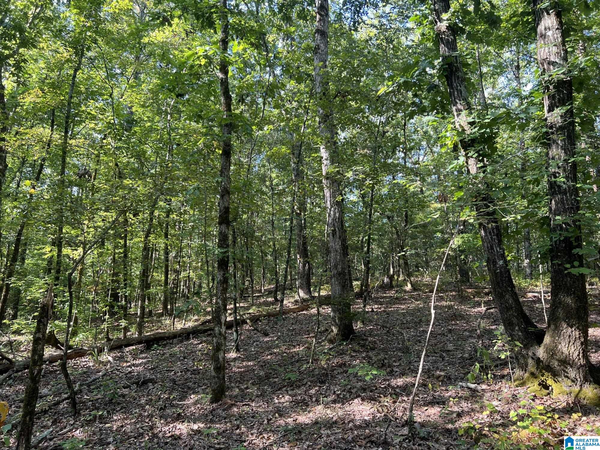 0 County Road 95 Montevallo, AL 35115 - Photo 5 of 10