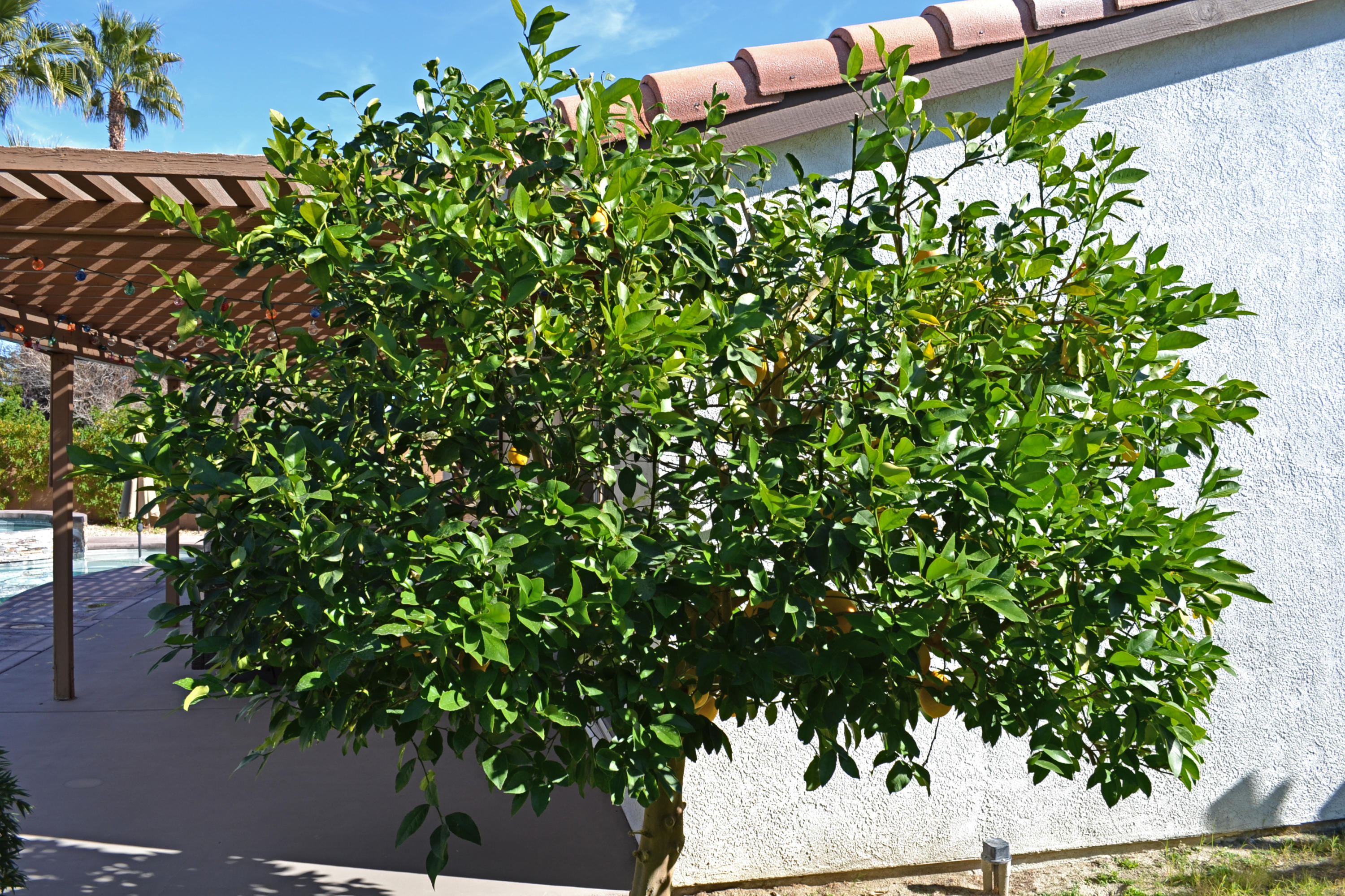 69902 Rochester Road Cathedral City, CA 92234 - Photo 28 of 30 0153-citrus tree
