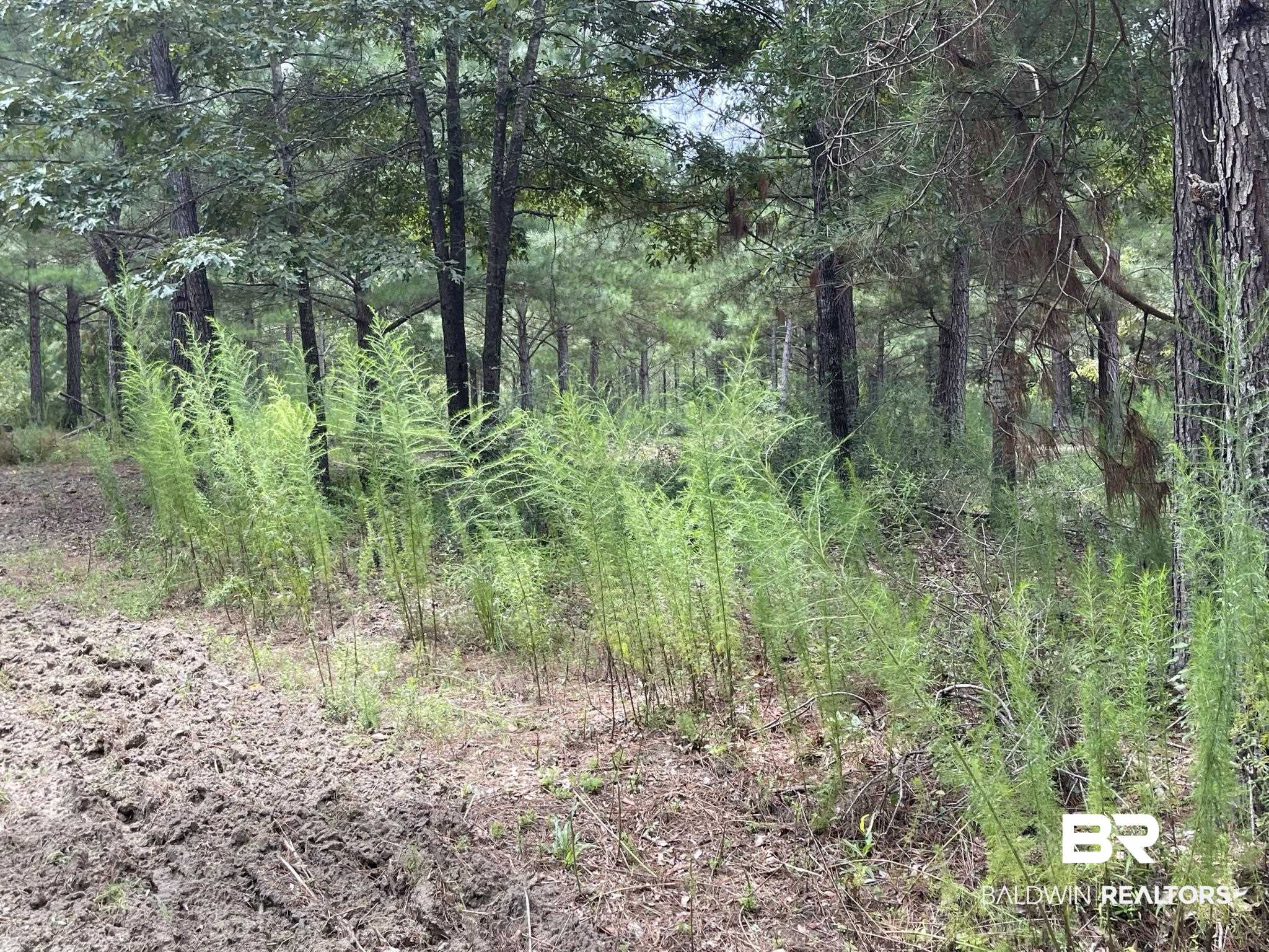 0 County Road 11 Wing, AL 36483 - Photo 31 of 37