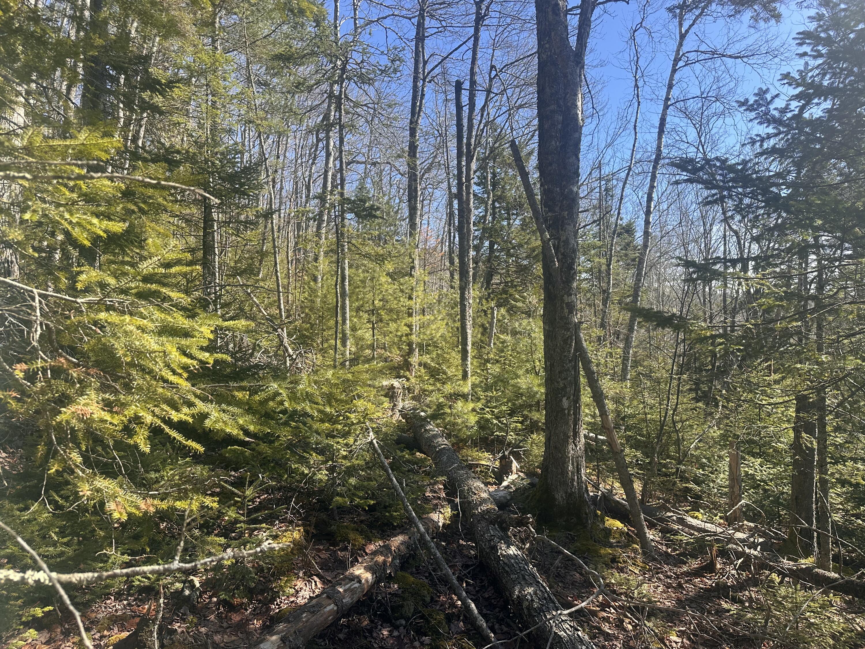 237 Knights Pond Road Northport, ME 04849 - Photo 20 of 29 IMG_6559
